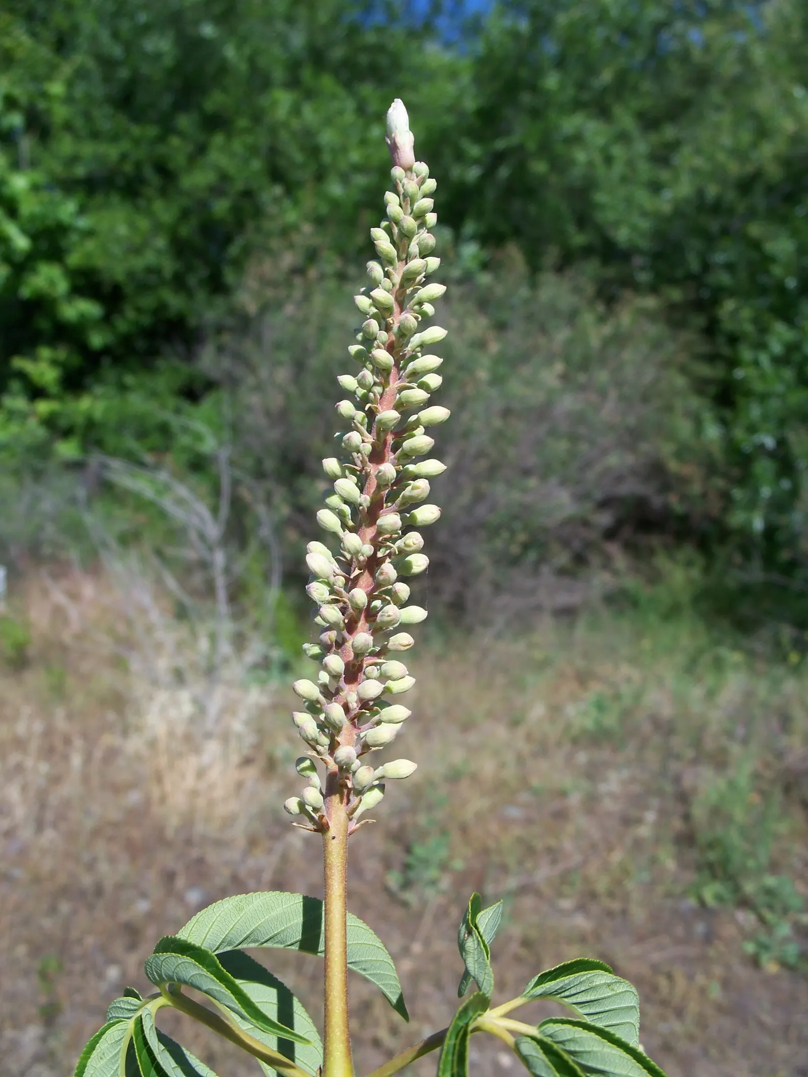 California Buckeye (Aesculus Californica) — When incorporating the Buckeye into a garden design; gardeners should be aware that all parts of this, image 76
