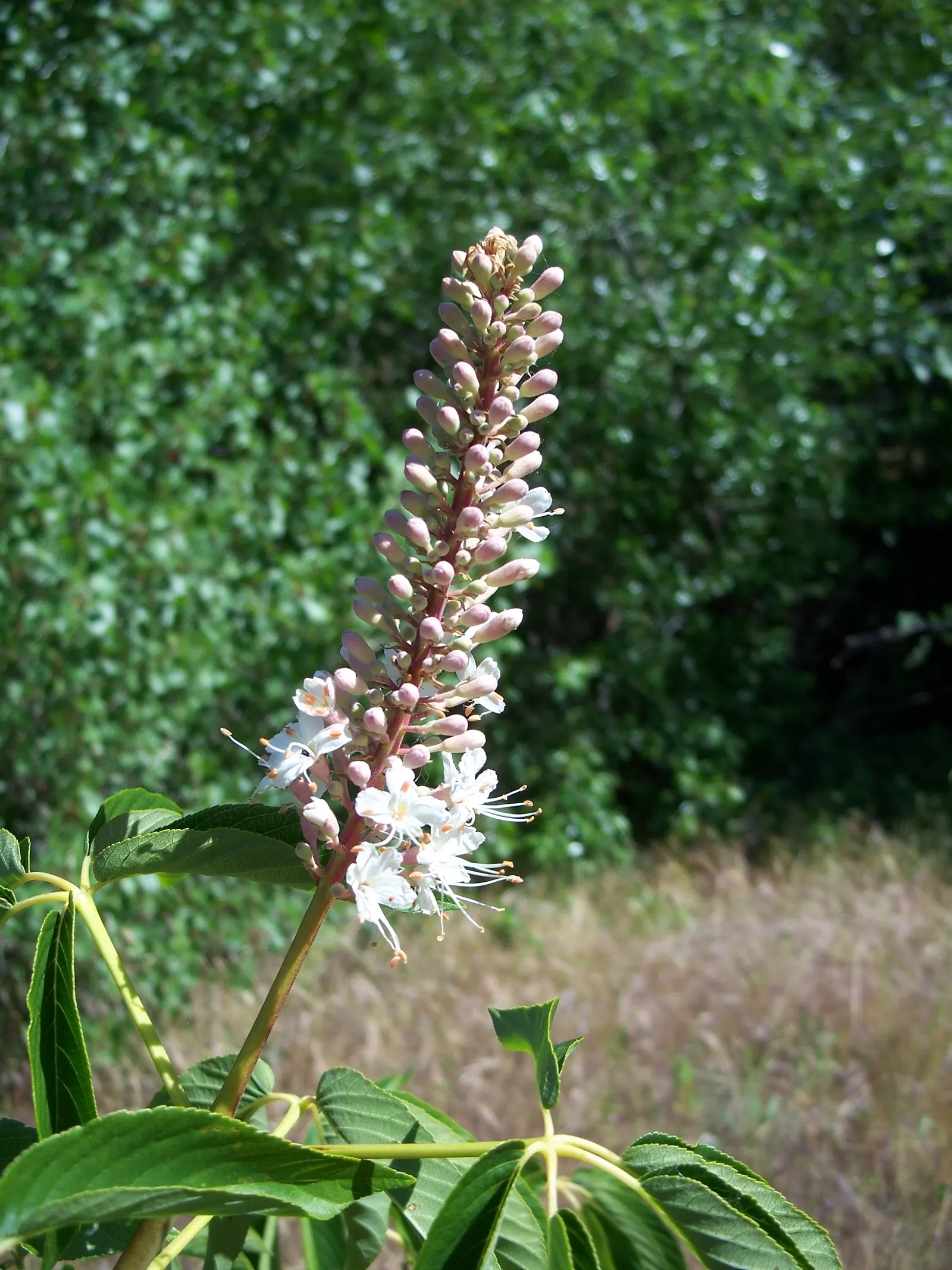 California Buckeye (Aesculus Californica) — but this characteristic is a natural response to its environment and not a sign of ill health; this, image 75