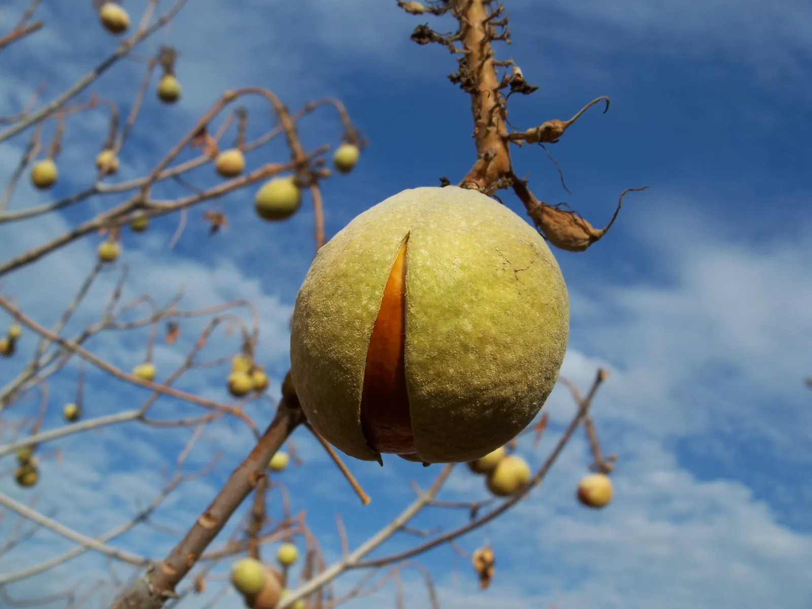 California Buckeye (Aesculus Californica) — making it an excellent choice for water-wise gardens; glossy seeds resembling the eyes of a deer, image 72