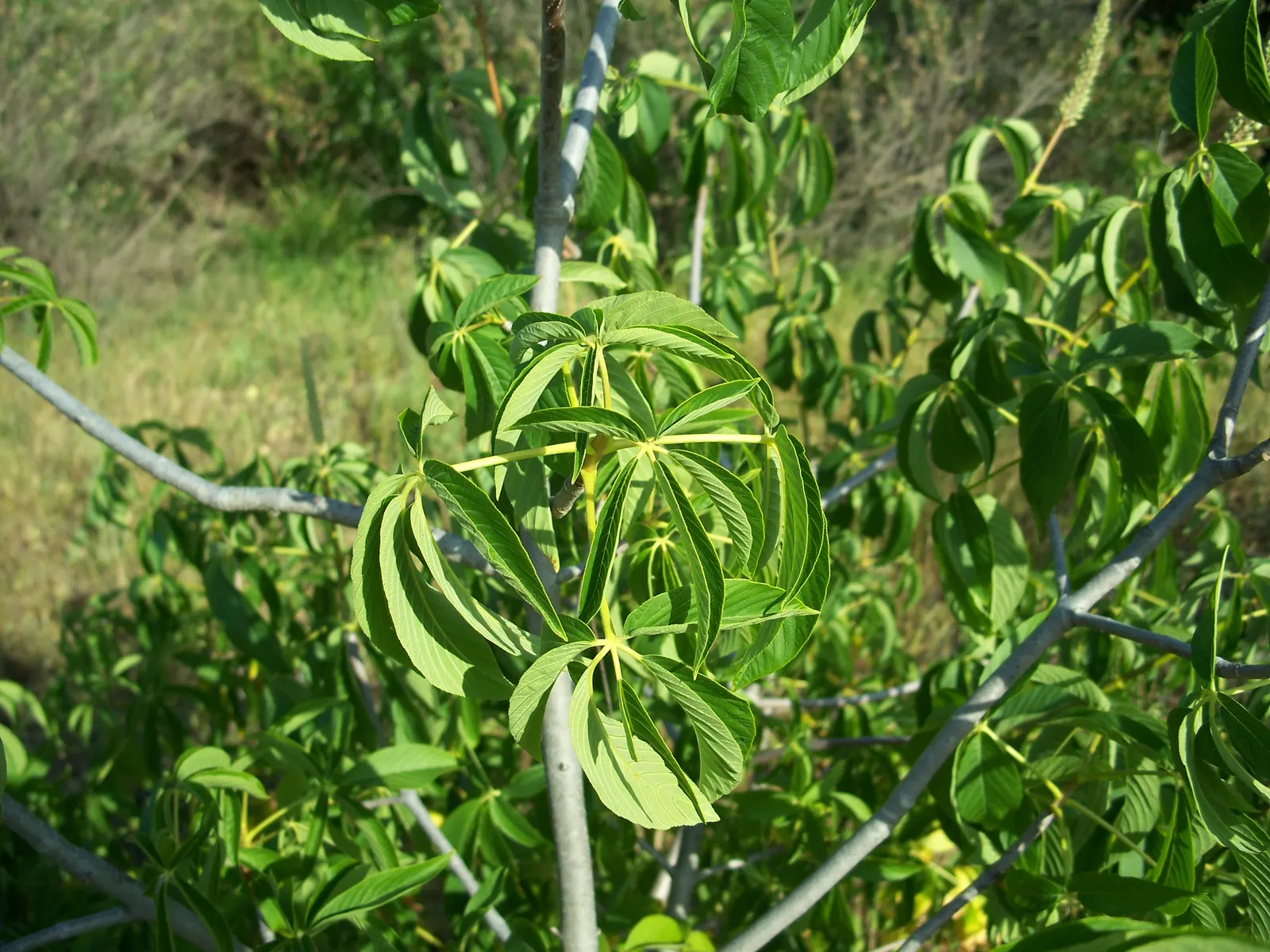 California Buckeye (Aesculus Californica) — Caution: seeds and foliage are toxic if ingested