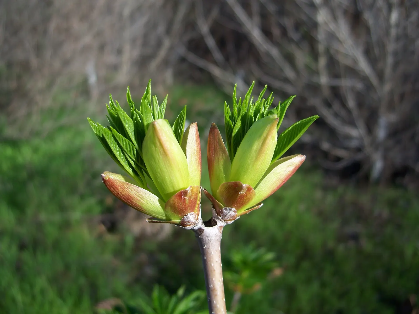 California Buckeye (Aesculus Californica) — comprising palmately compound leaves that can measure up to 10 inches across; the California Buckeye, image 92