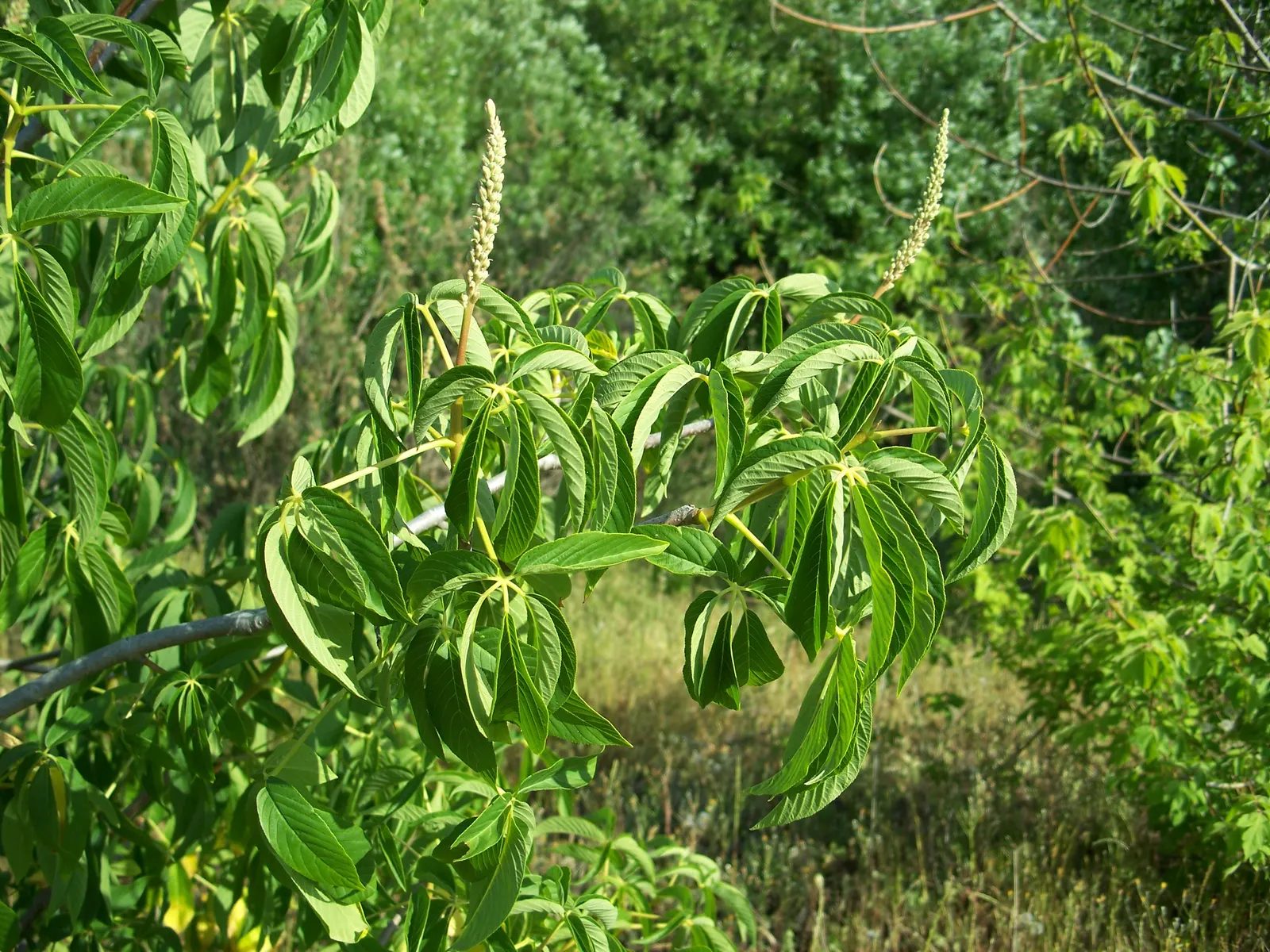 California Buckeye (Aesculus Californica) — sculptural form with multiple branches forming from its base; the plant becomes a focal point with its, image 91