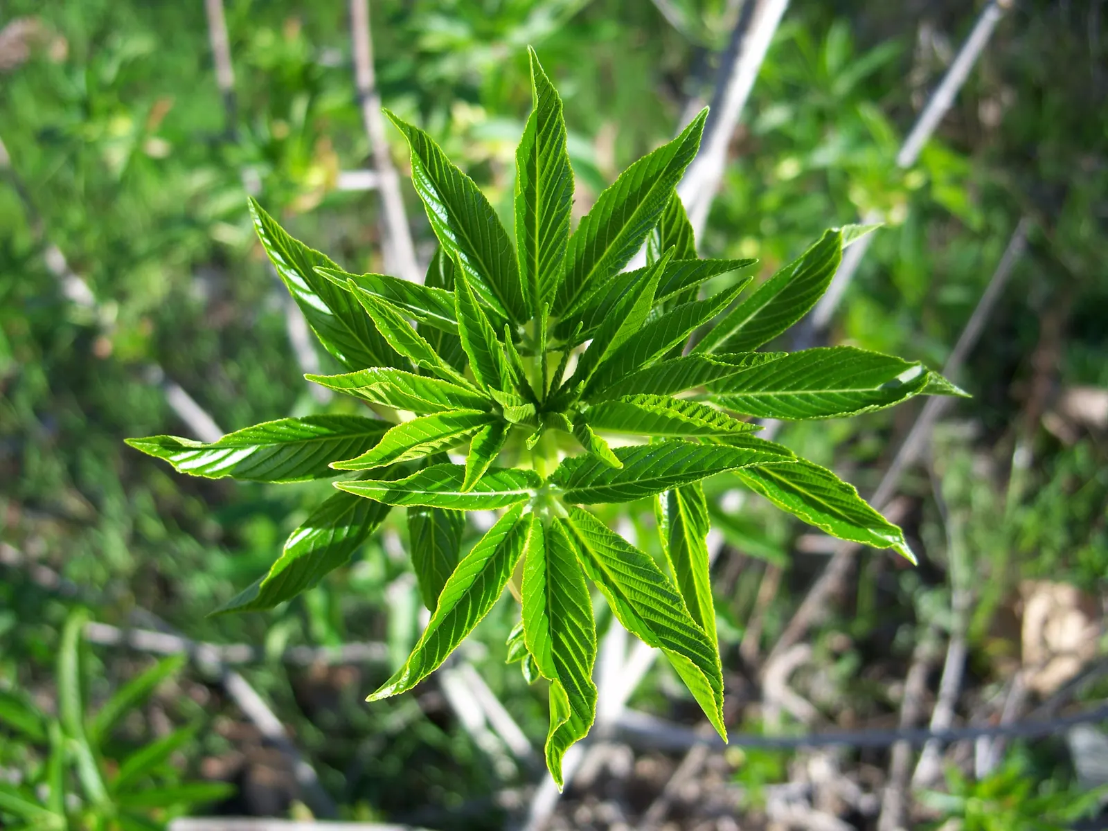 California Buckeye (Aesculus Californica) — Each leaflet, with 5 to 7 lobes, unfurls to an noteworthy size; shrub / tree for full or half, image 93