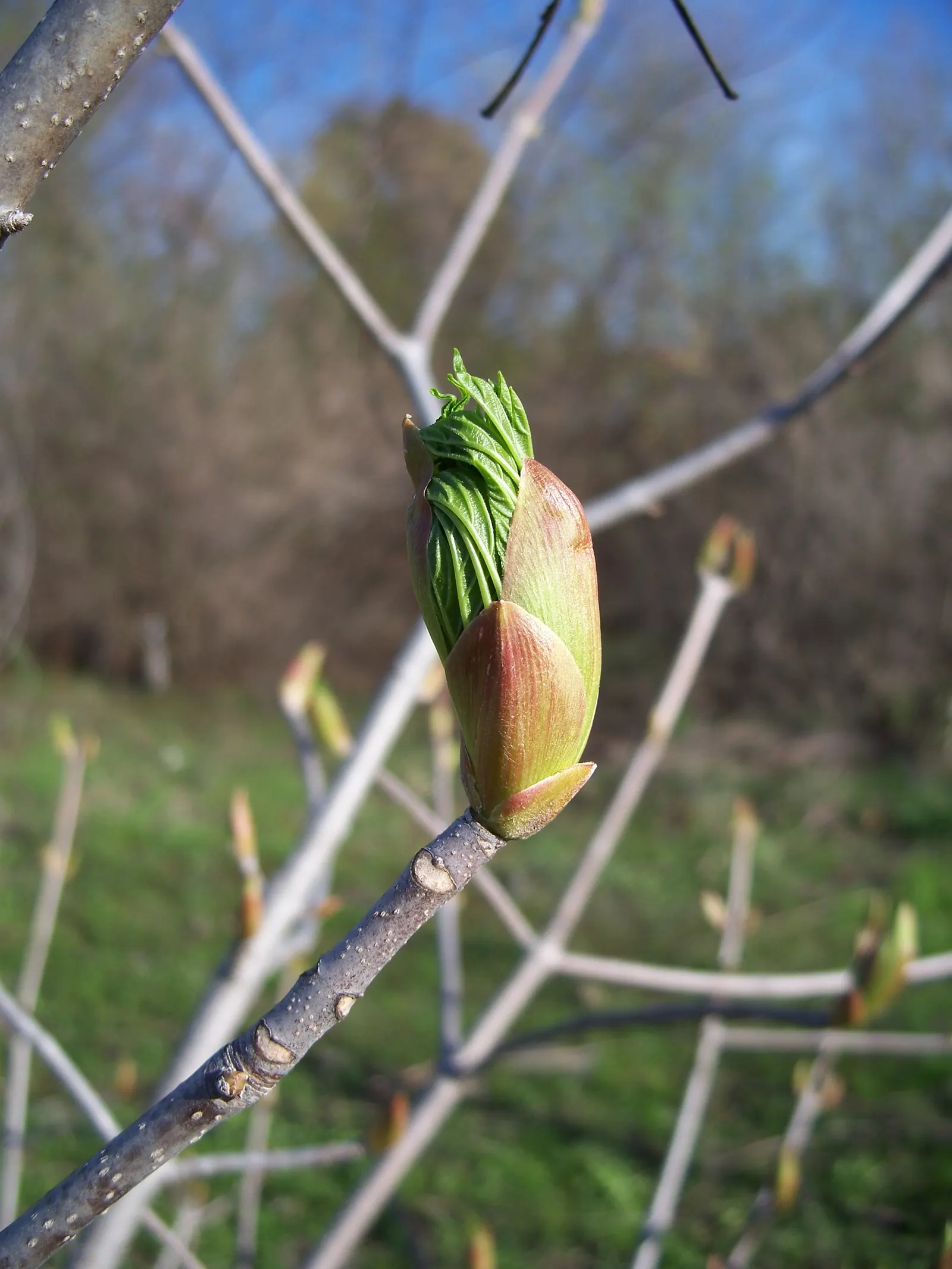 California Buckeye (Aesculus Californica) — Its distinctive, large seed pods add autumn interest, image 86