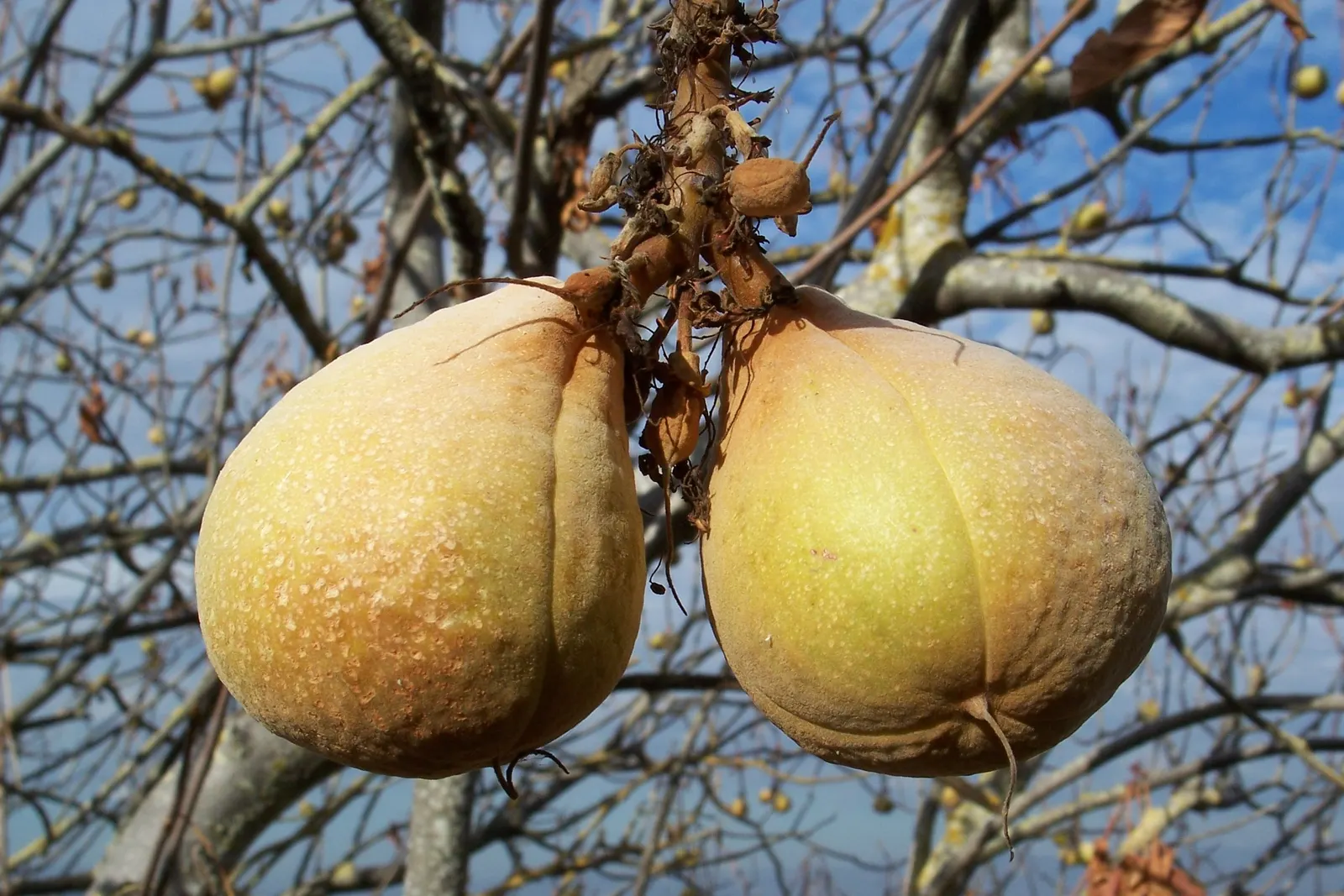 California Buckeye (Aesculus Californica) — The California Buckeye can drop its leaves in late summer to conserve water; typically growing 13-39, image 74