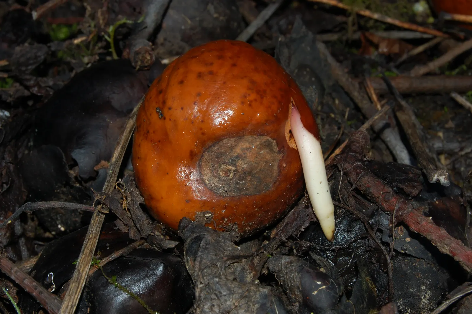 California Buckeye (Aesculus Californica) — as it provides both shade and sculptural interest throughout the year; palmate leaves and erect, image 78