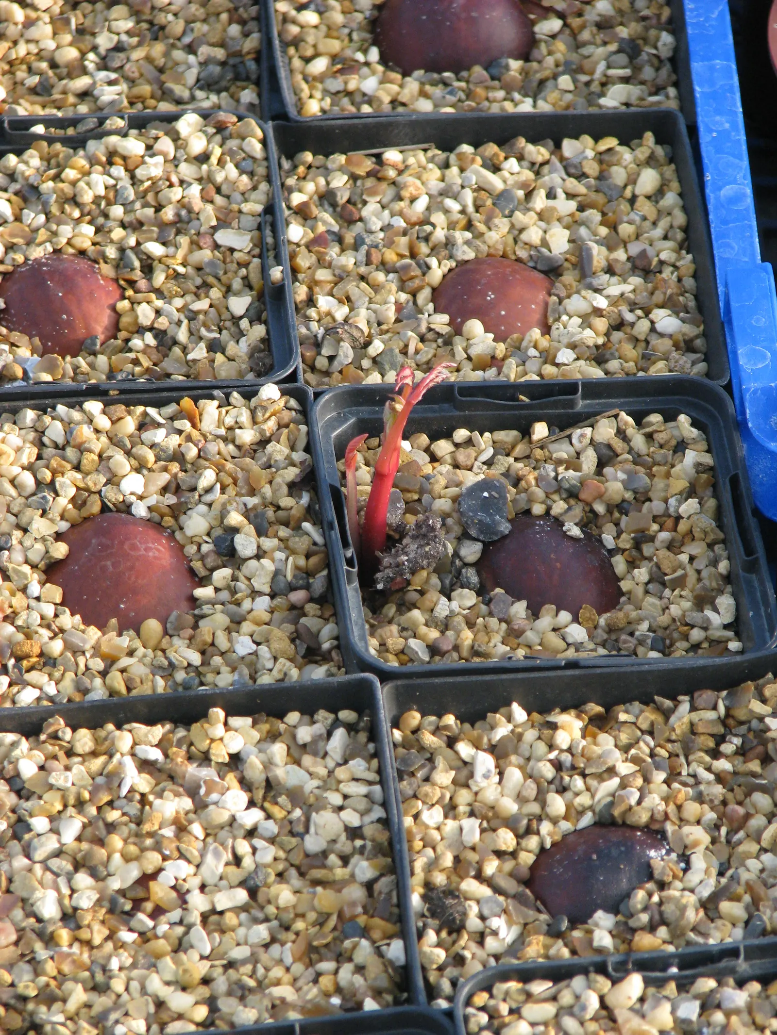 California Buckeye (Aesculus Californica) — ensure to allow ample space for growth and note its seasonal changes, image 77