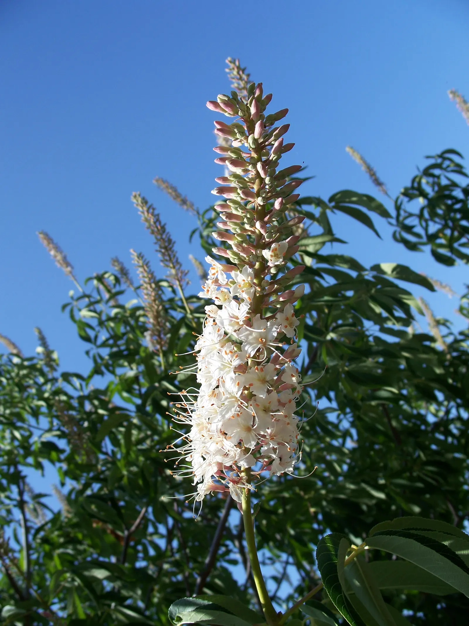 California Buckeye (Aesculus Californica) — pink and white flowers in the garden; sculptural form with multiple branches forming from its base, image 79