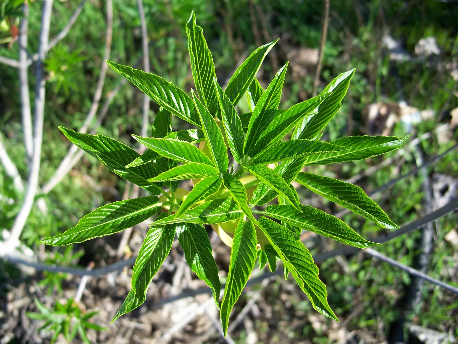 California Buckeye (Aesculus Californica) — scientifically named Aesculus californica; in optimal conditions, it prefers well-drained soils and can, image 88