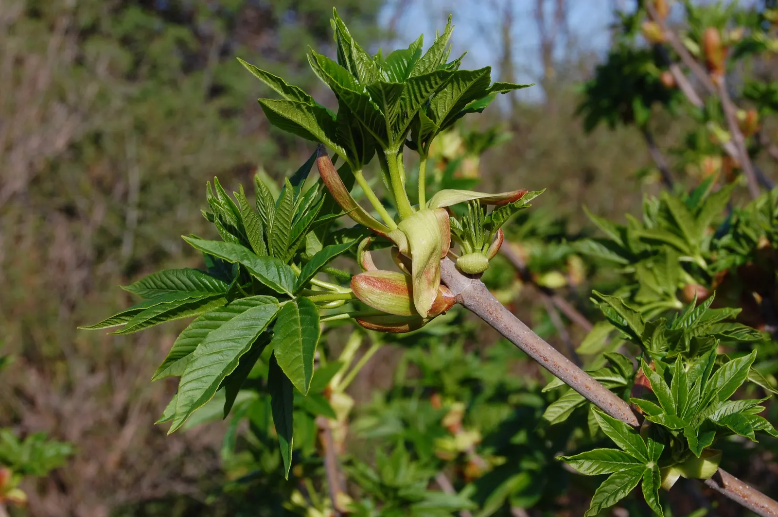 California Buckeye (Aesculus Californica) — This drought-tolerant native flourishes in full sun to partial shade on well-drained soils; pink and, image 85