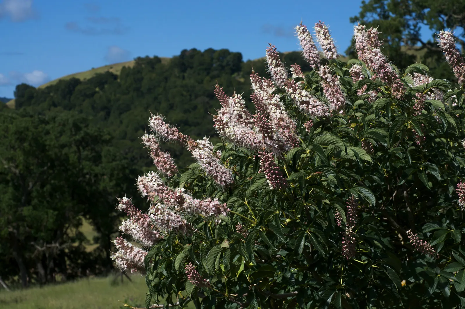 California Buckeye (Aesculus Californica) — sculptural form with multiple branches forming from its base