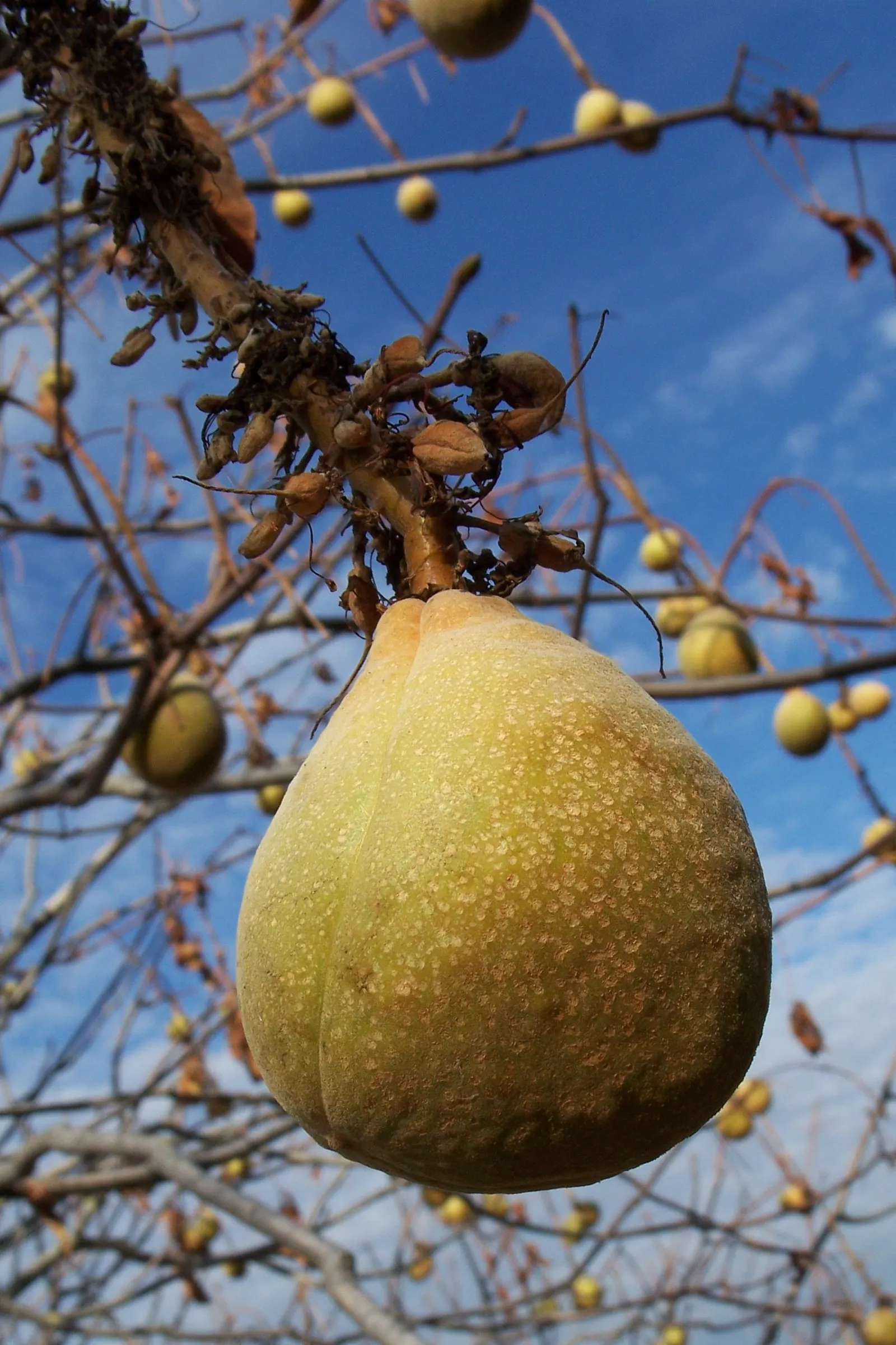 California Buckeye (Aesculus Californica) — shrub / tree for full or half; as it provides both shade and sculptural interest throughout the year, image 81