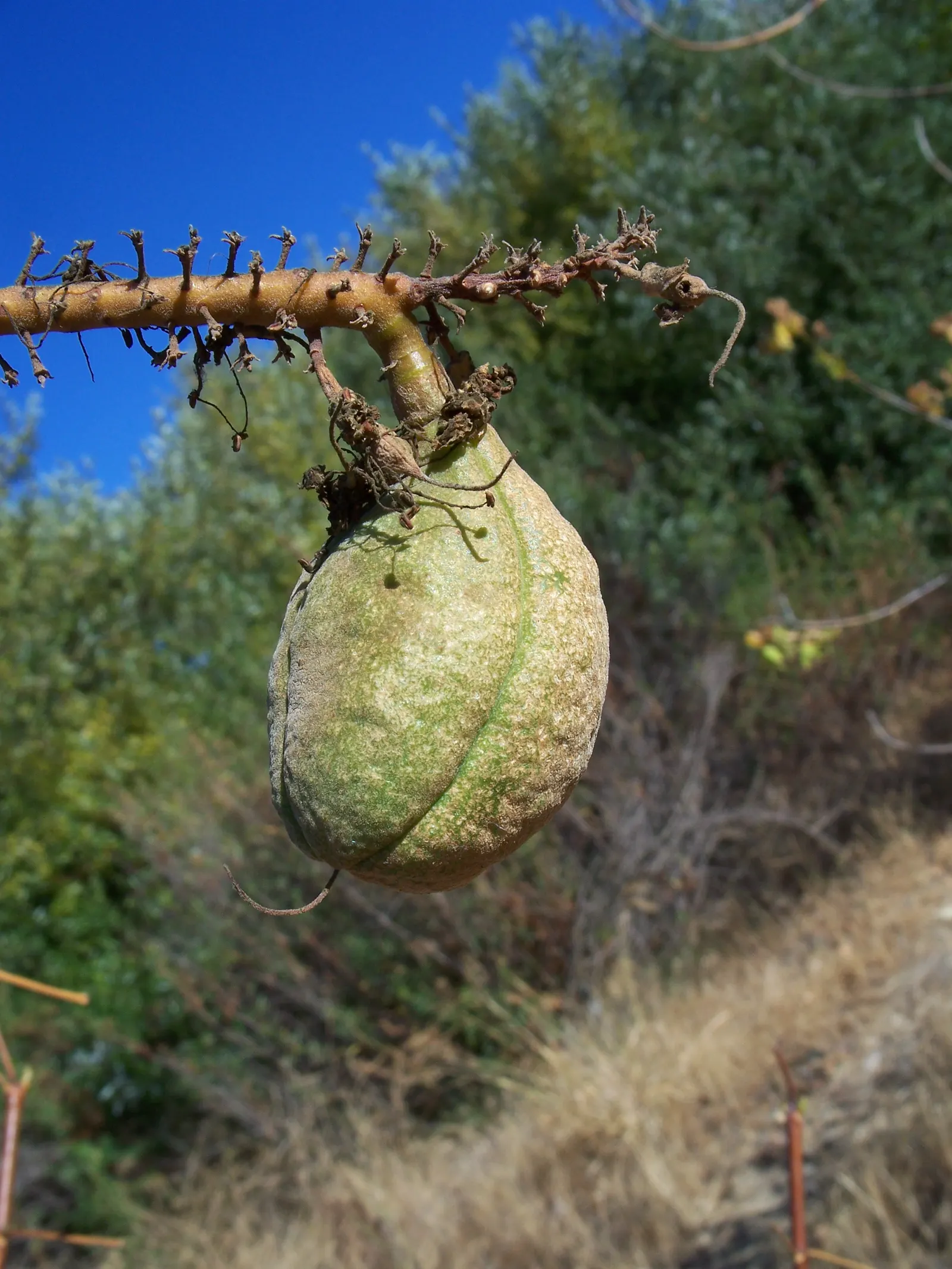 California Buckeye (Aesculus Californica) — glossy seeds resembling the eyes of a deer; but this characteristic is a natural response to its, image 69