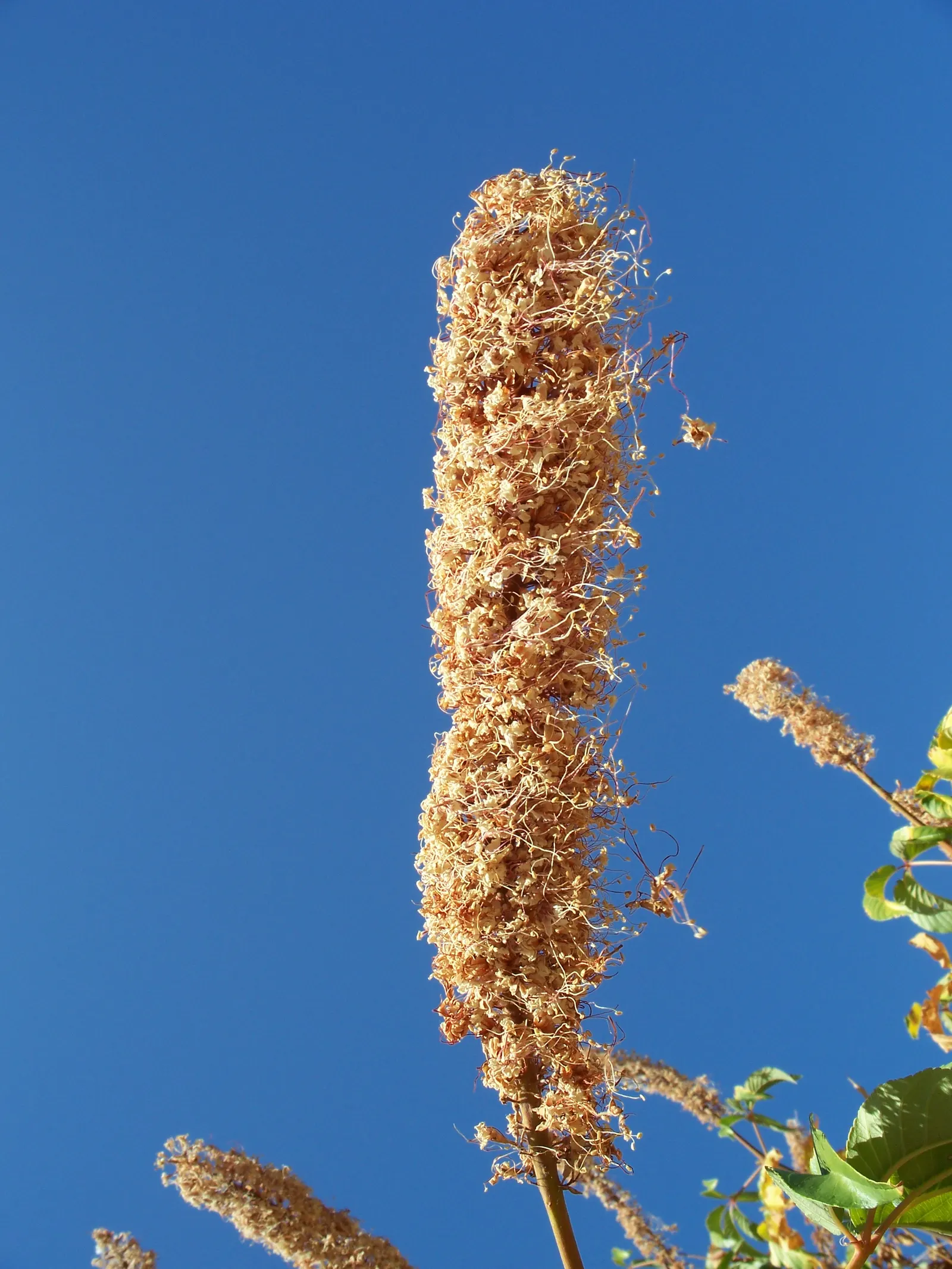 California Buckeye (Aesculus Californica) — the plant becomes a focal point with its impressive 6 to 12-inch-long panicles of white to pale pink, image 94