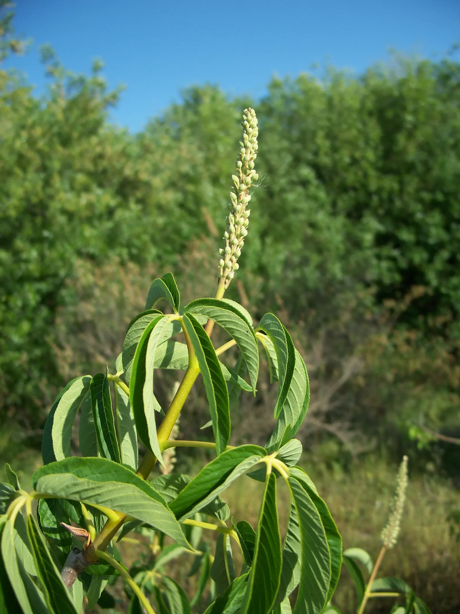 California Buckeye (Aesculus Californica) — typically growing 13-39 feet tall; comprising palmately compound leaves that can measure up to 10, image 83