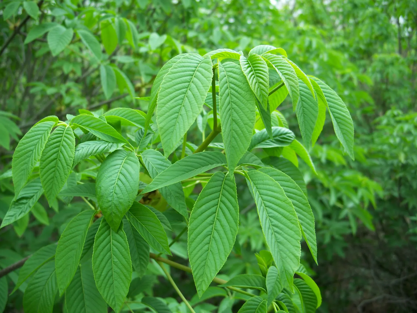 California Buckeye (Aesculus Californica) — glossy seeds resembling the eyes of a deer; but this characteristic is a natural response to its environment and