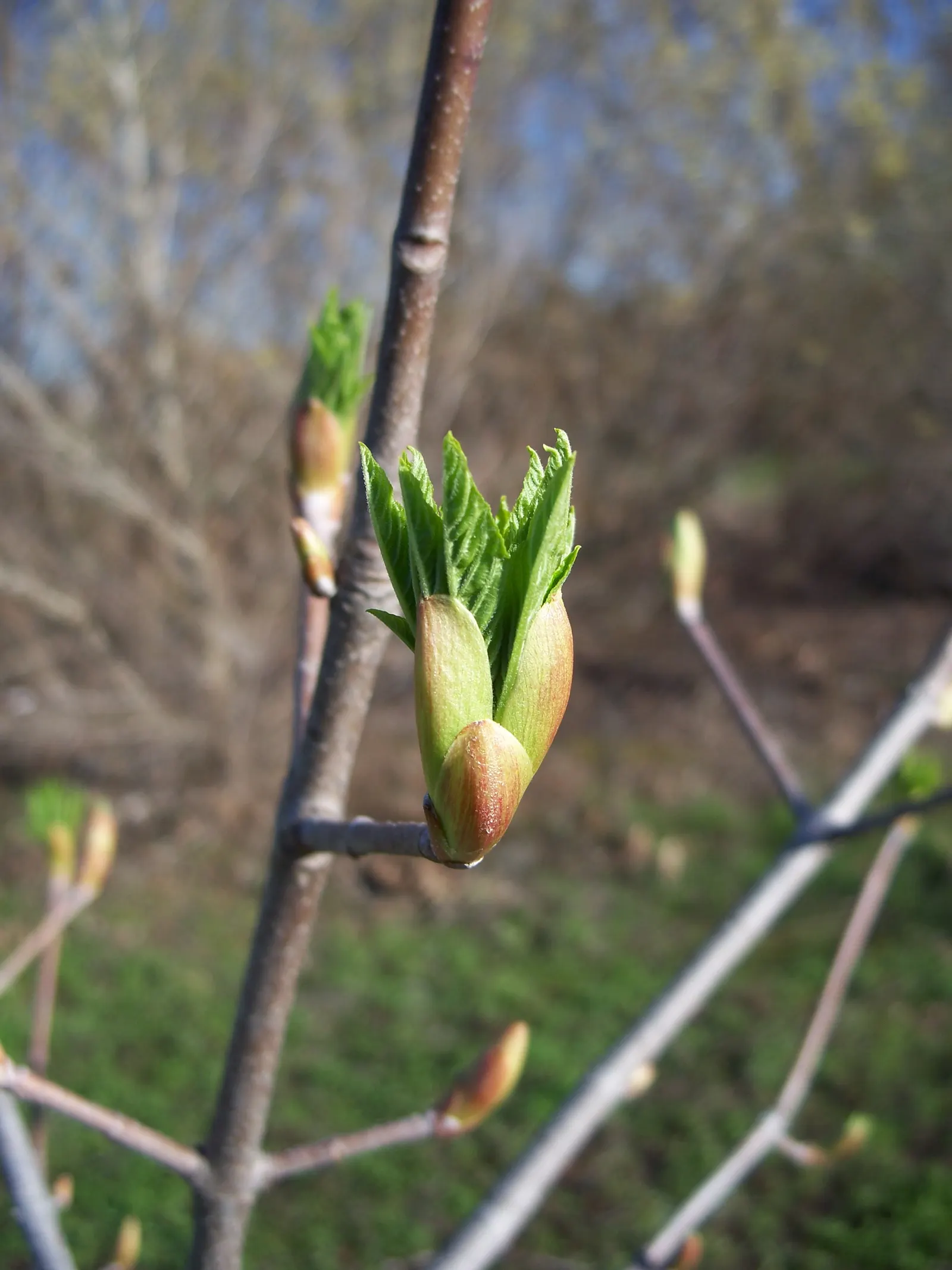 California Buckeye (Aesculus Californica) — Caution: seeds and foliage are toxic if ingested; each leaflet, with 5 to 7 lobes, unfurls to an, image 60