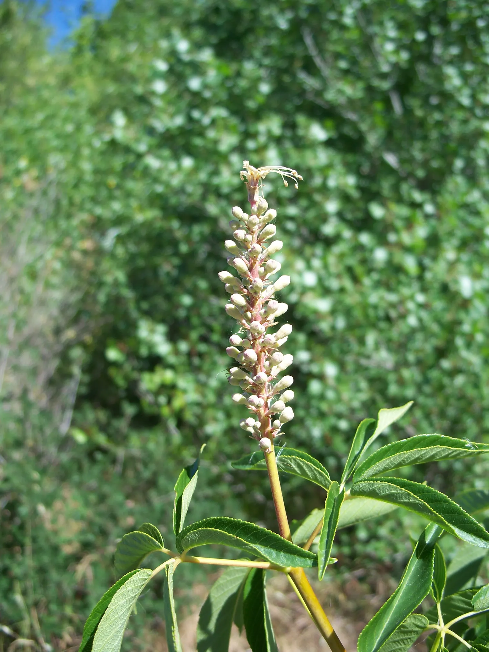 California Buckeye (Aesculus Californica) — Gardeners should be aware that all parts of this plant; is a versatile deciduous shrub or small tree, image 70