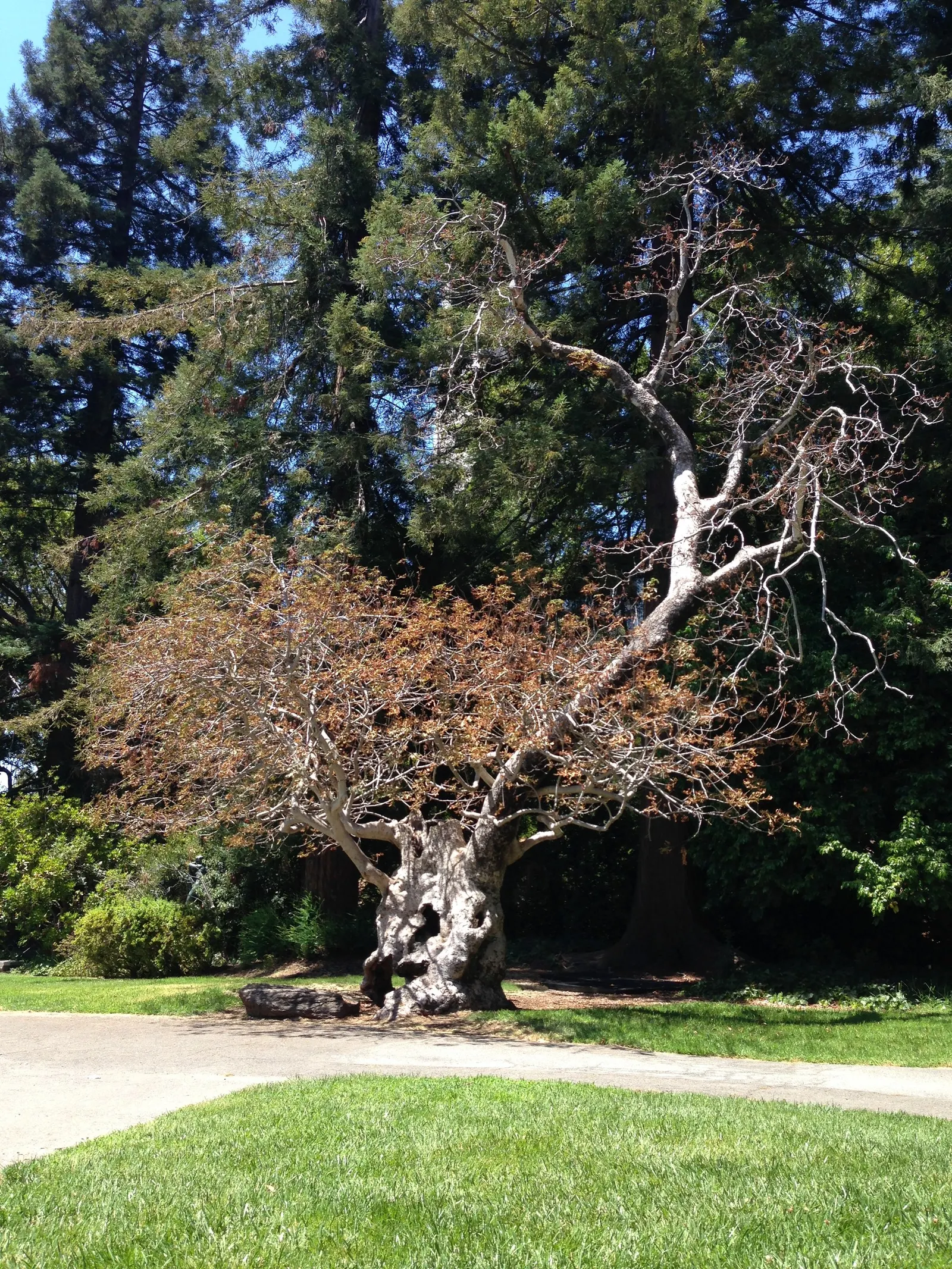 California Buckeye (Aesculus Californica) — Caution: seeds and foliage are toxic if ingested; each leaflet, with 5 to 7 lobes, unfurls to an noteworthy size