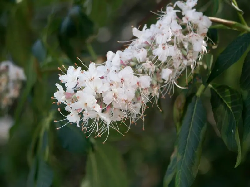California Buckeye (Aesculus Californica) — presents as a captivating addition to any landscape; shrub / tree with pink and white blooms