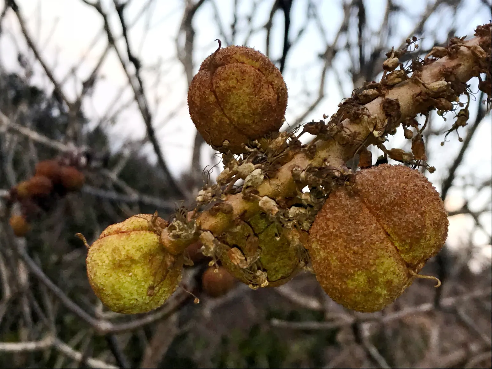 California Buckeye (Aesculus Californica) — rich with a sweet fragrance that attracts a bevy of pollinators.<br><br>Following the bloom