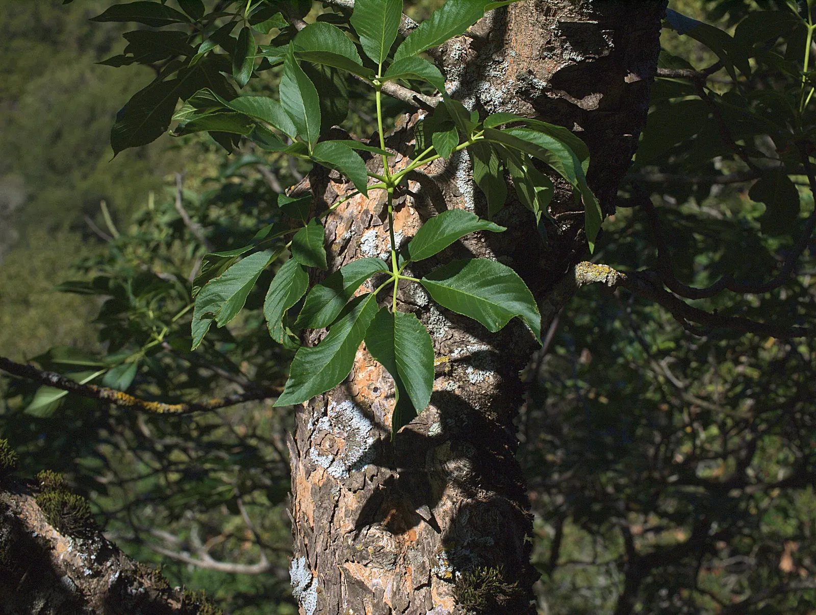 California Buckeye (Aesculus Californica) — the plant becomes a focal point with its impressive 6 to 12-inch-long panicles of white to pale pink, image 40