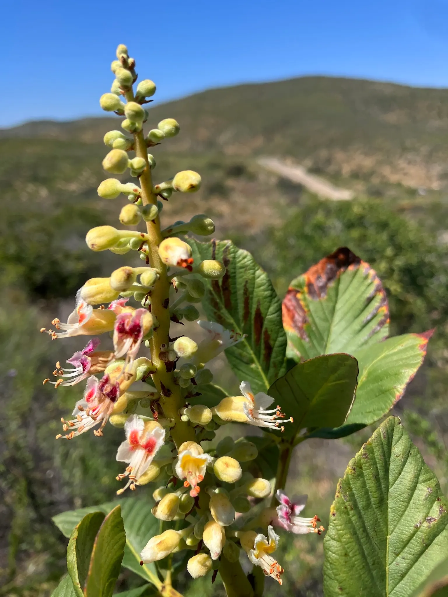 California Buckeye (Aesculus Californica) — Gardeners should be aware that all parts of this plant