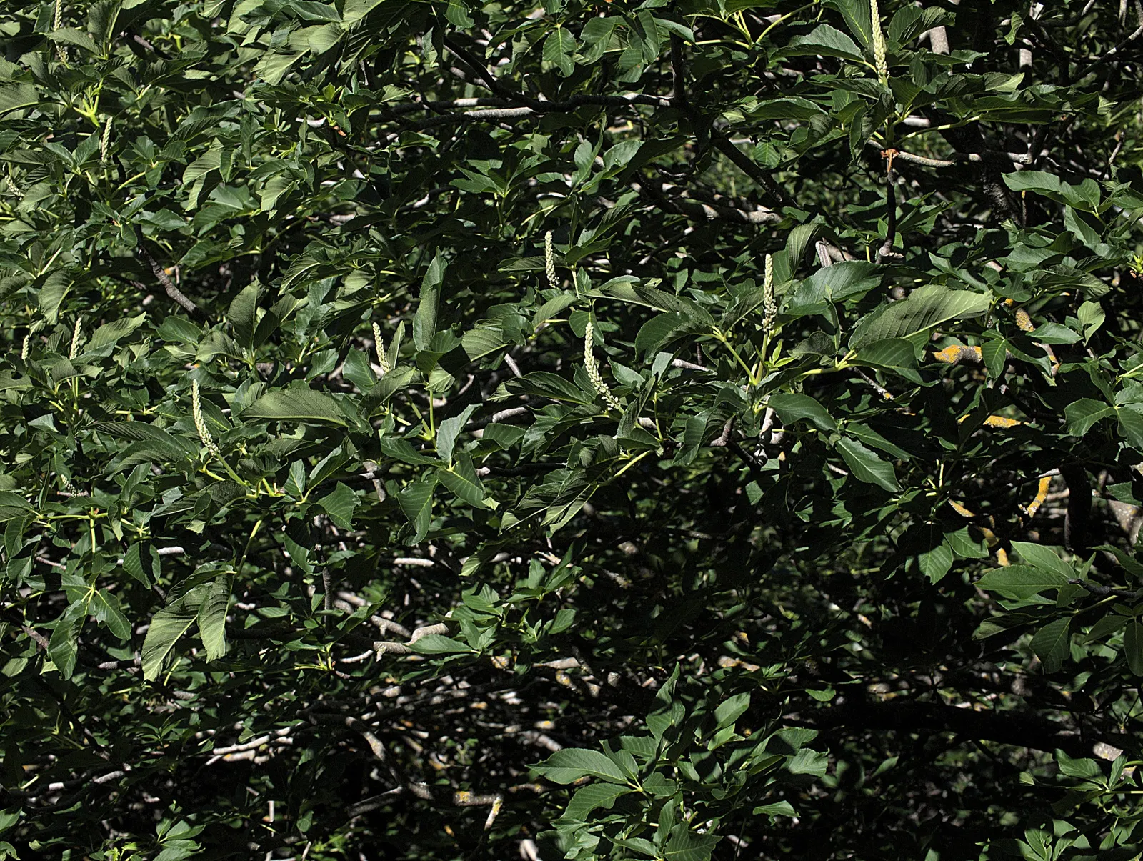 California Buckeye (Aesculus Californica) — sculptural form with multiple branches forming from its base; the plant becomes a focal point with its impressive 6