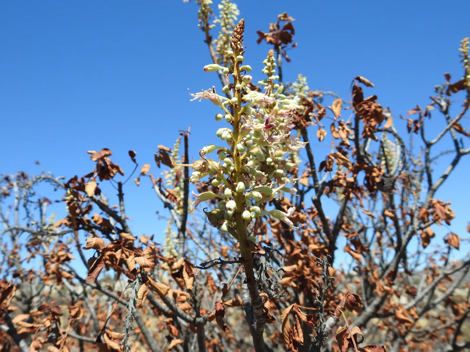 California Buckeye (Aesculus Californica) — typically growing 13-39 feet tall; comprising palmately compound leaves that can measure up to 10 inches across