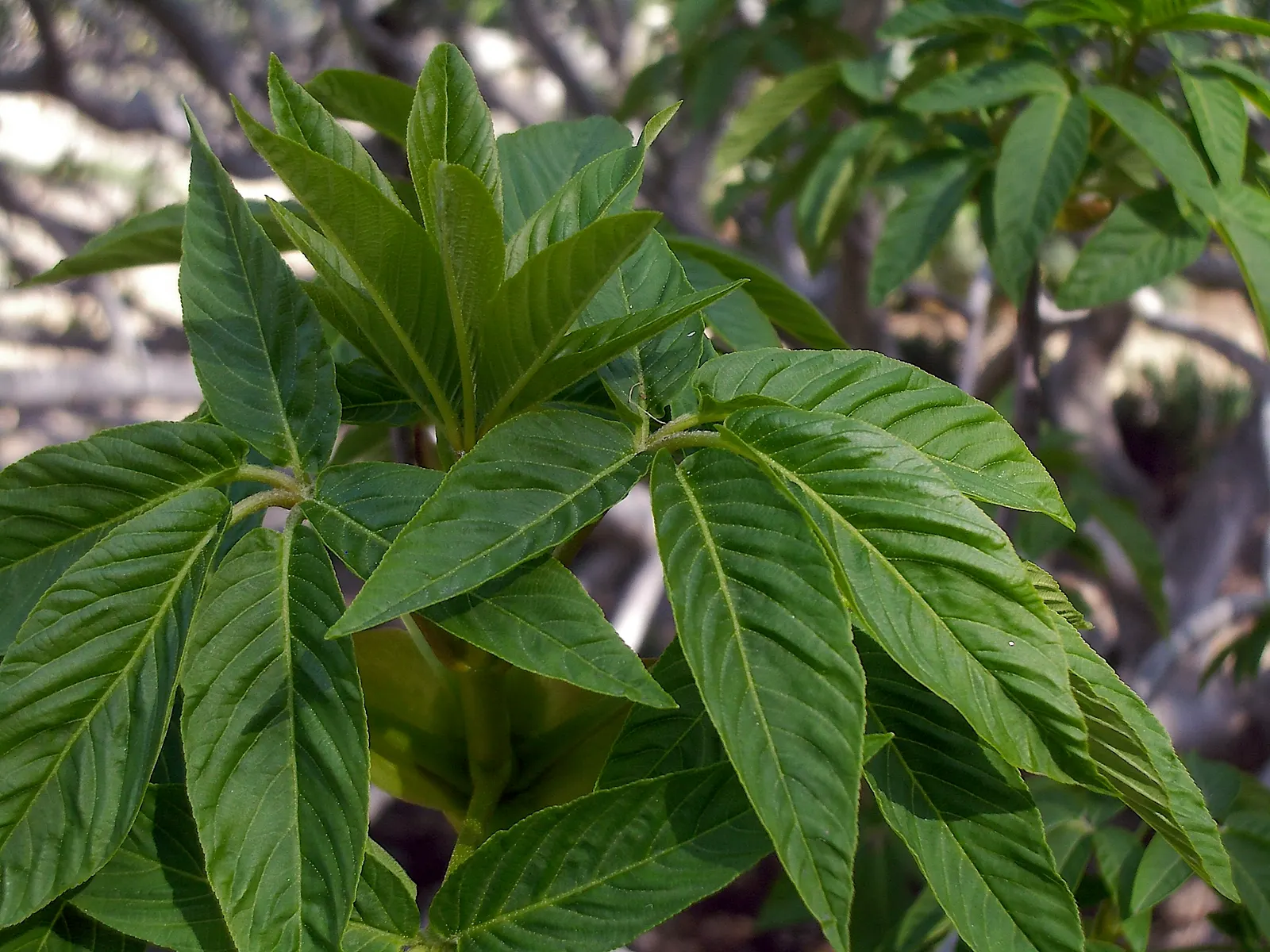 California Buckeye (Aesculus Californica) — scientifically named Aesculus californica; in optimal conditions, it prefers well-drained soils and can tolerate