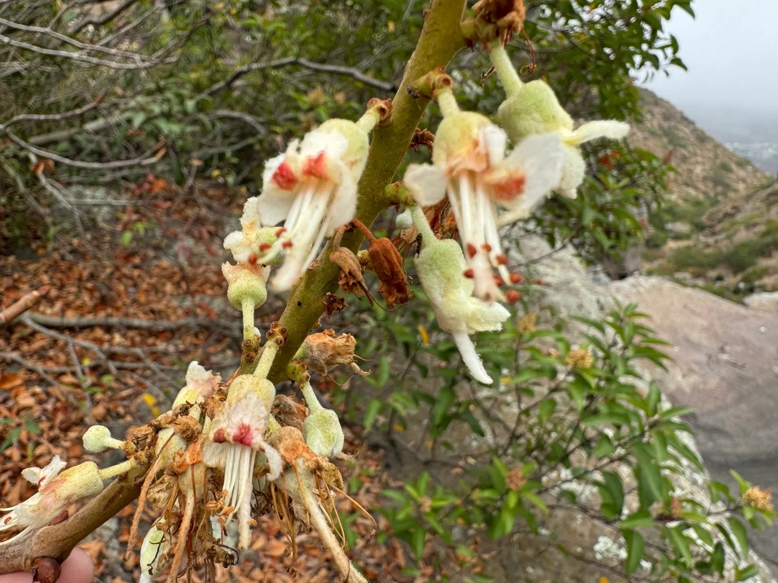 California Buckeye (Aesculus Californica) — When incorporating the Buckeye into a garden design