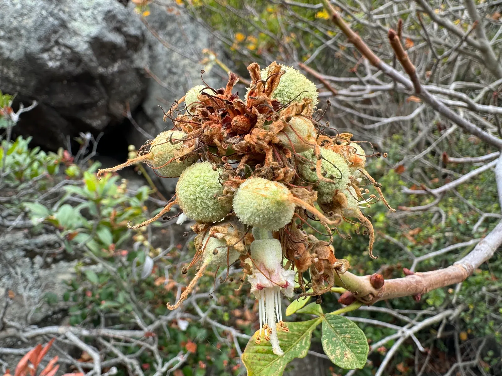 California Buckeye (Aesculus Californica) — ensure to allow ample space for growth and note its seasonal changes