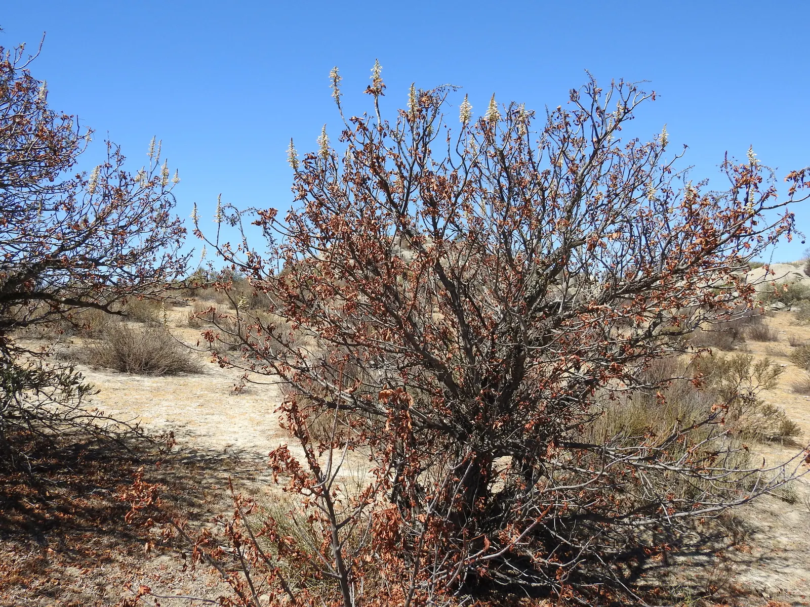 California Buckeye (Aesculus Californica) — but this characteristic is a natural response to its environment and not a sign of ill health
