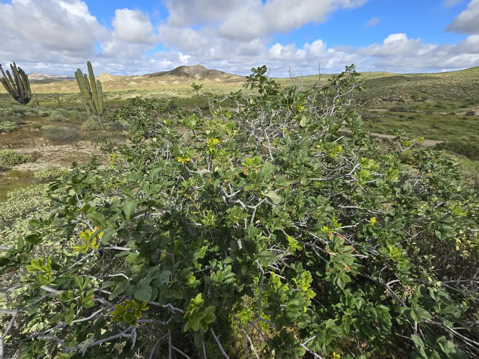 California Buckeye (Aesculus Californica) — as it provides both shade and sculptural interest throughout the year