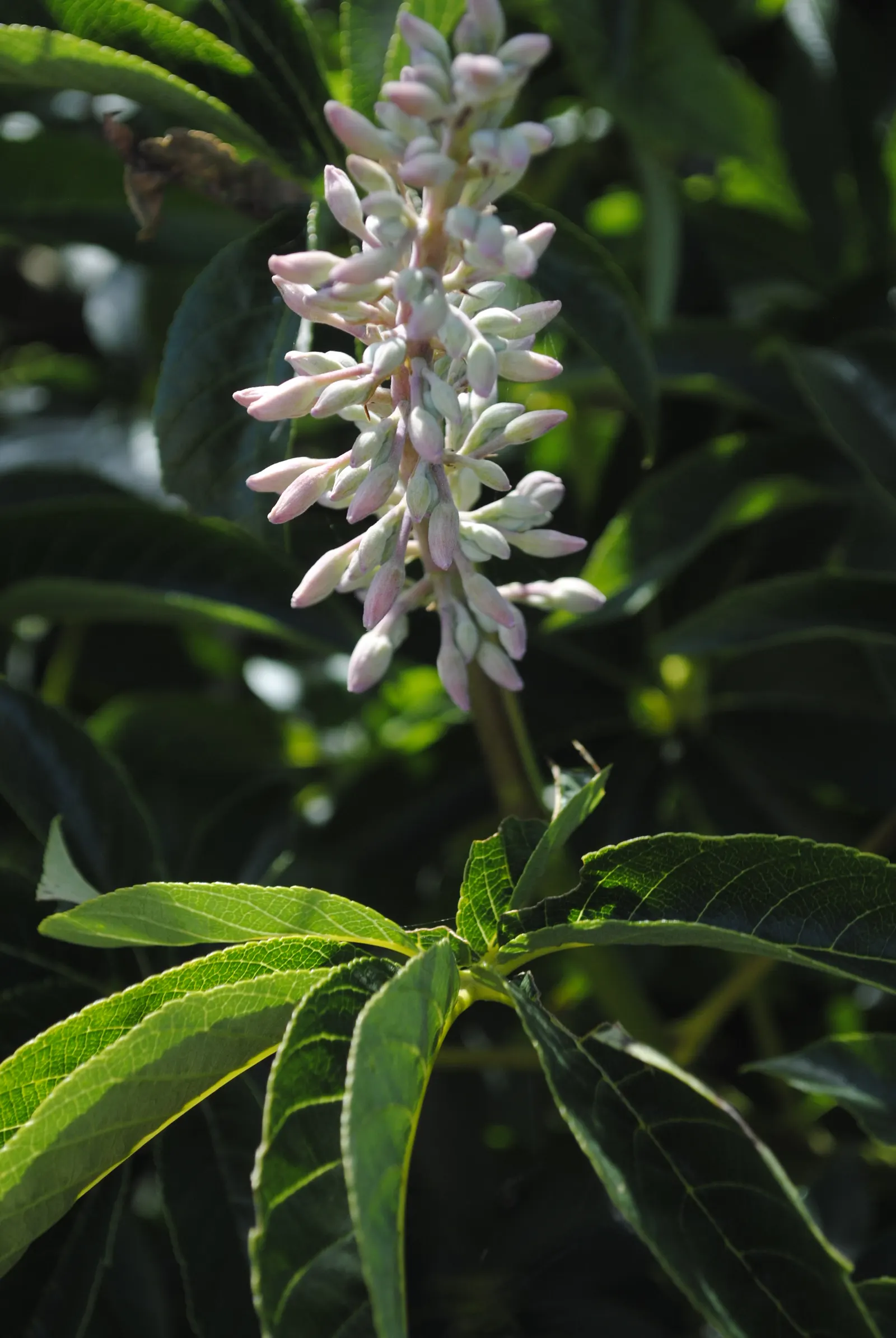 California Buckeye (Aesculus Californica) — In optimal conditions, it prefers well-drained soils and can tolerate full sun to partial shade; when incorporating