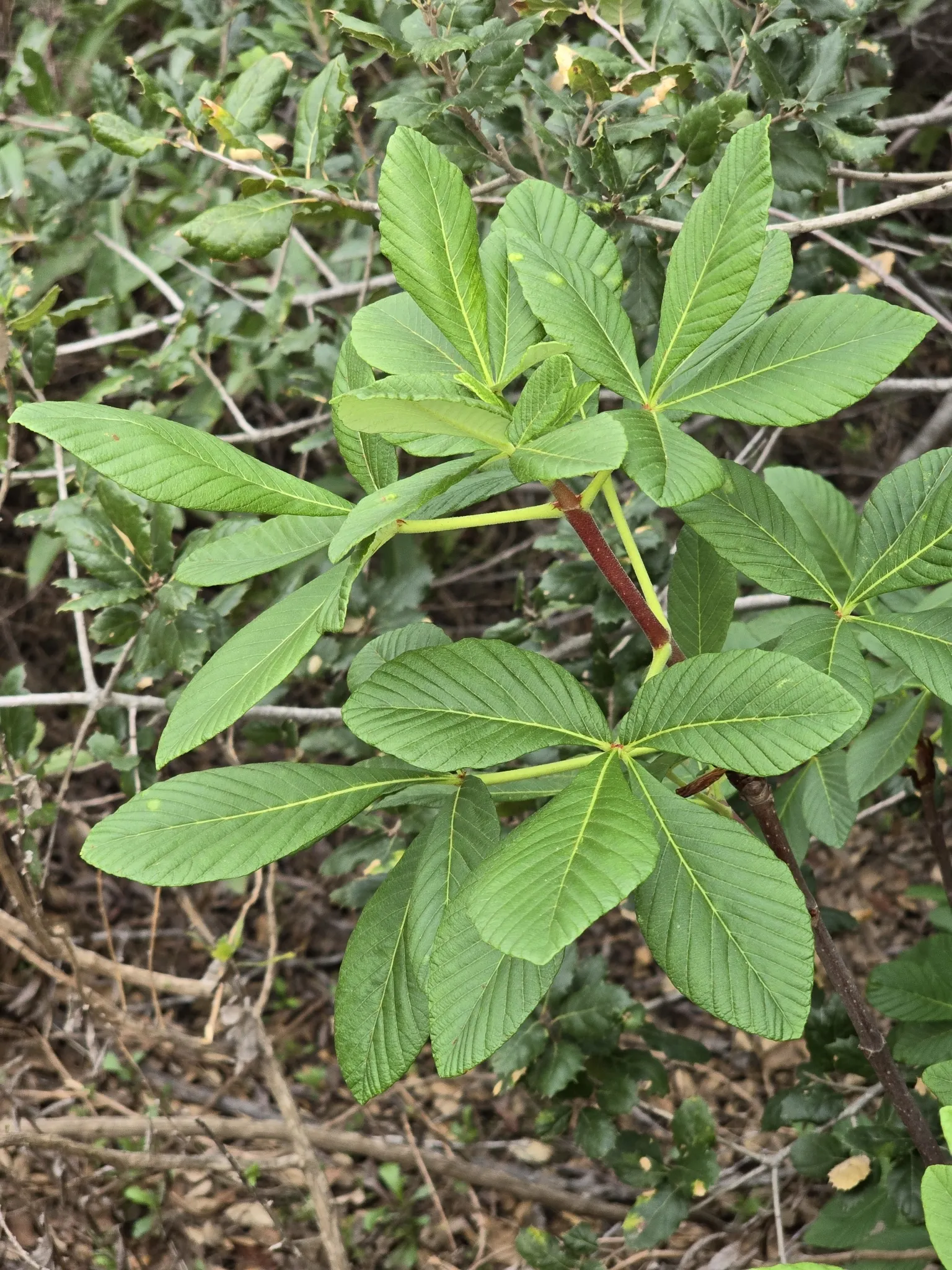 California Buckeye (Aesculus Californica) — shrub / tree for full or half