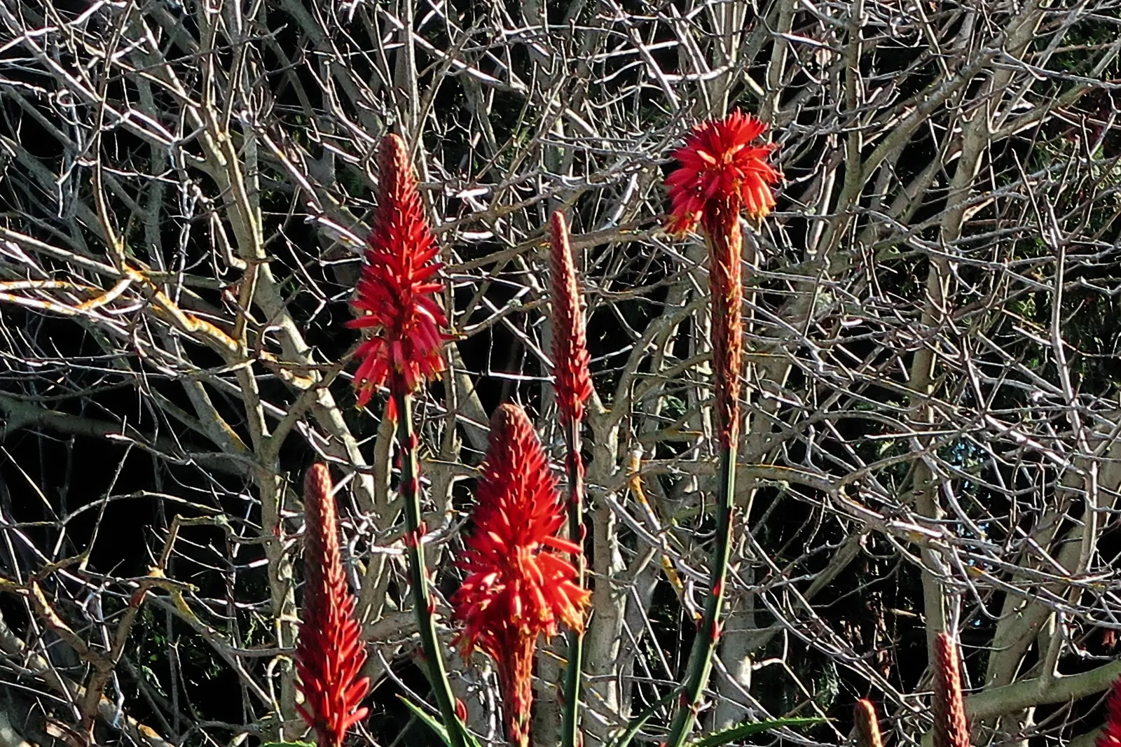 California Buckeye (Aesculus Californica) — comprising palmately compound leaves that can measure up to 10 inches across; the California Buckeye can drop its