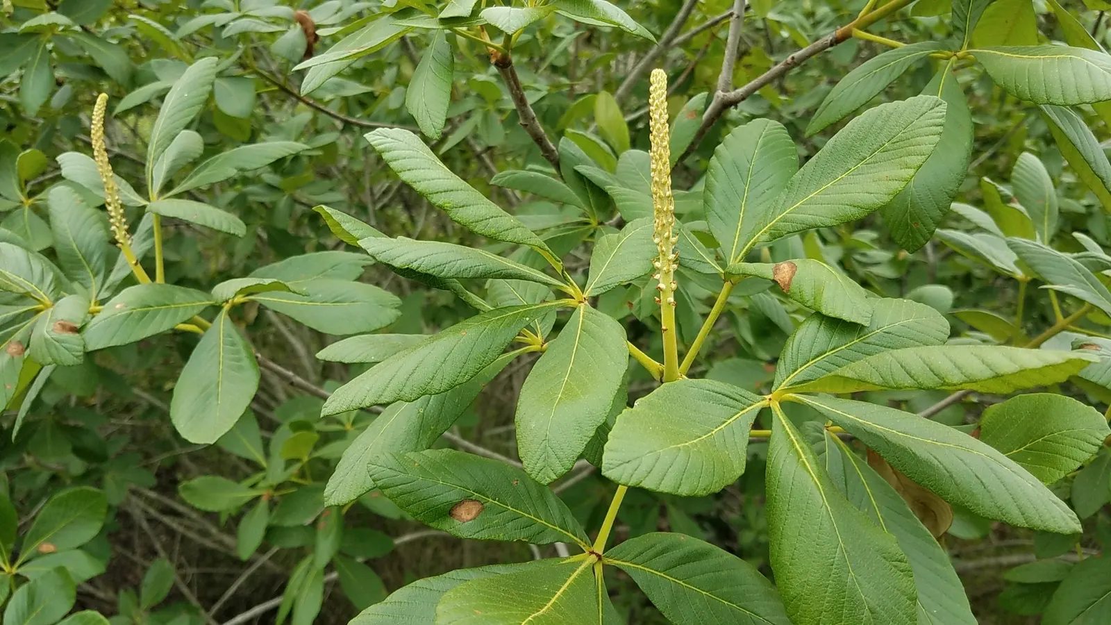California Buckeye (Aesculus Californica) — In optimal conditions, it prefers well-drained soils and can tolerate full sun to partial shade