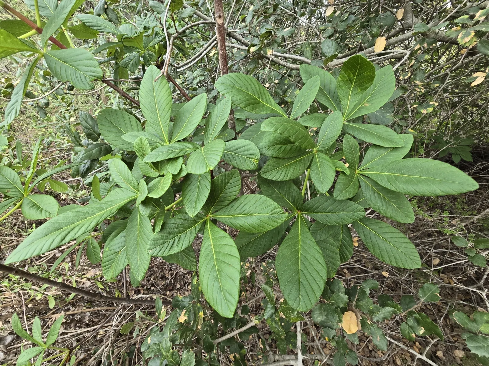 California Buckeye (Aesculus Californica) — glossy seeds resembling the eyes of a deer