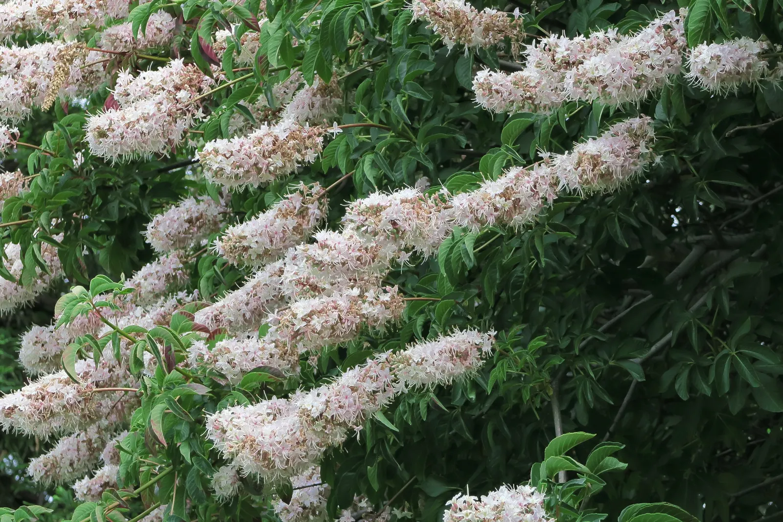 California Buckeye (Aesculus Californica) — are toxic when consumed.<br><br>This species is drought tolerant once established; presents as a captivating