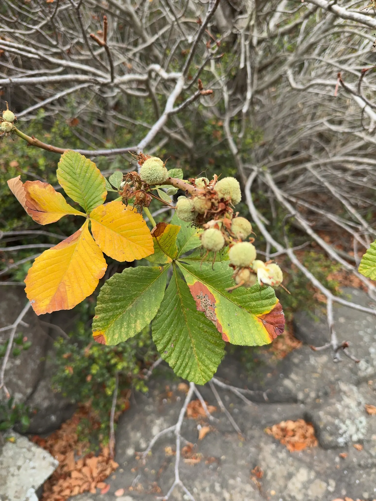 California Buckeye (Aesculus Californica) — Its distinctive, large seed pods add autumn interest