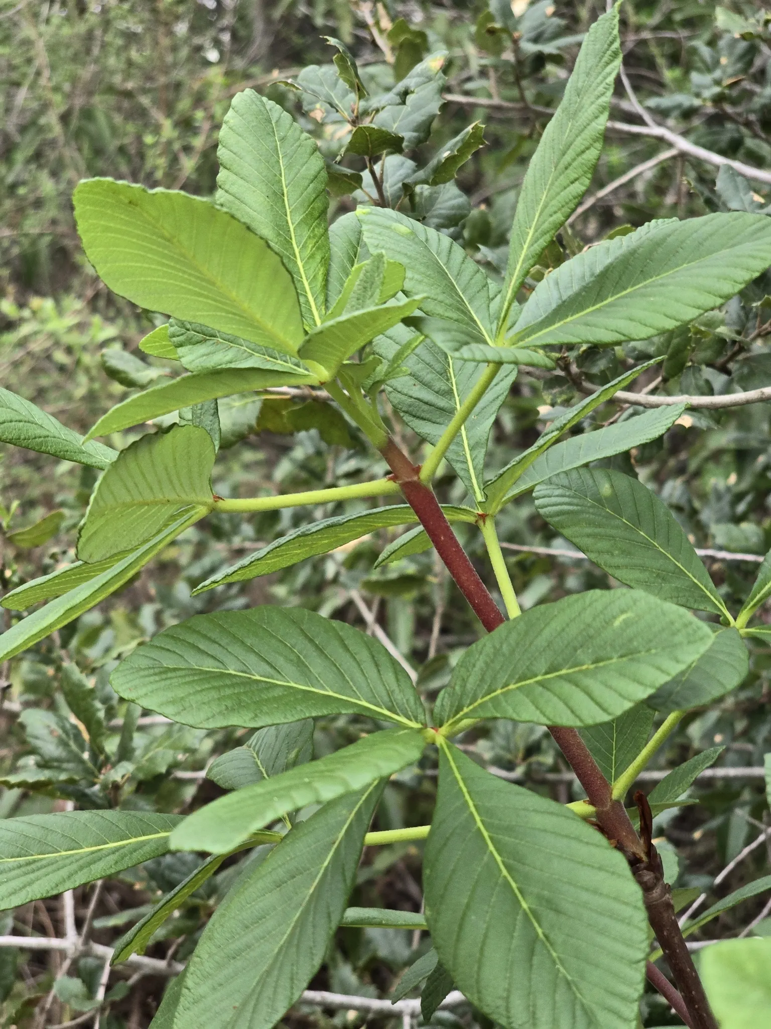 California Buckeye (Aesculus Californica) — are toxic when consumed.<br><br>This species is drought tolerant once established