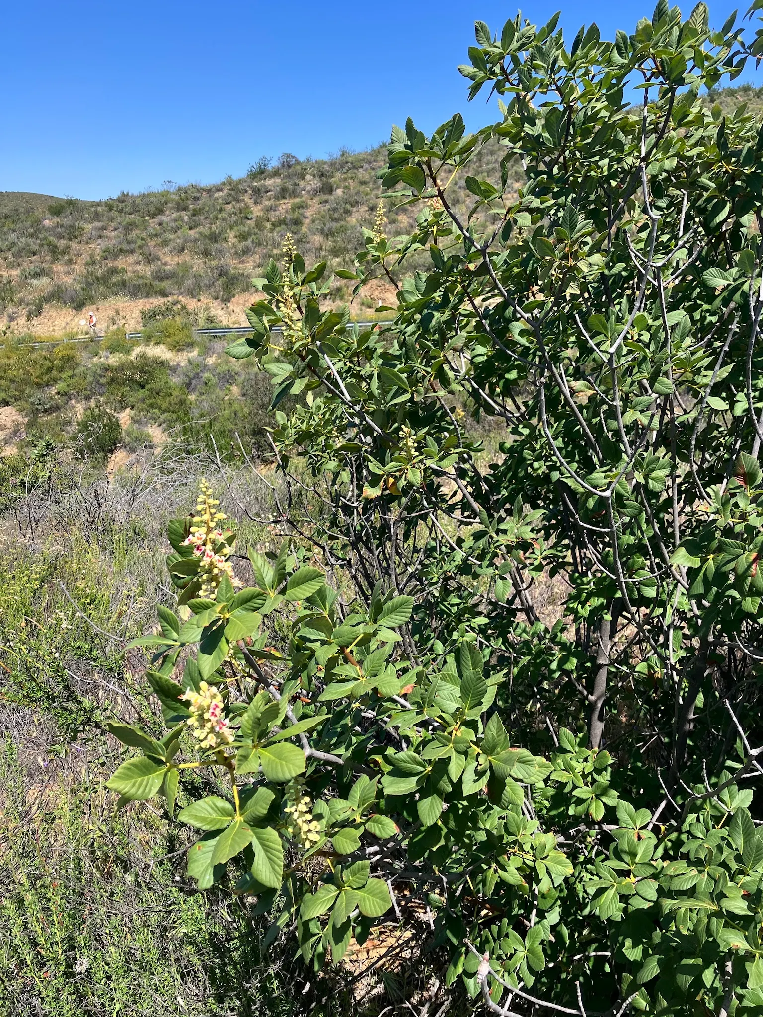 California Buckeye (Aesculus Californica) — is a versatile deciduous shrub or small tree; this drought-tolerant native flourishes in full sun to partial shade