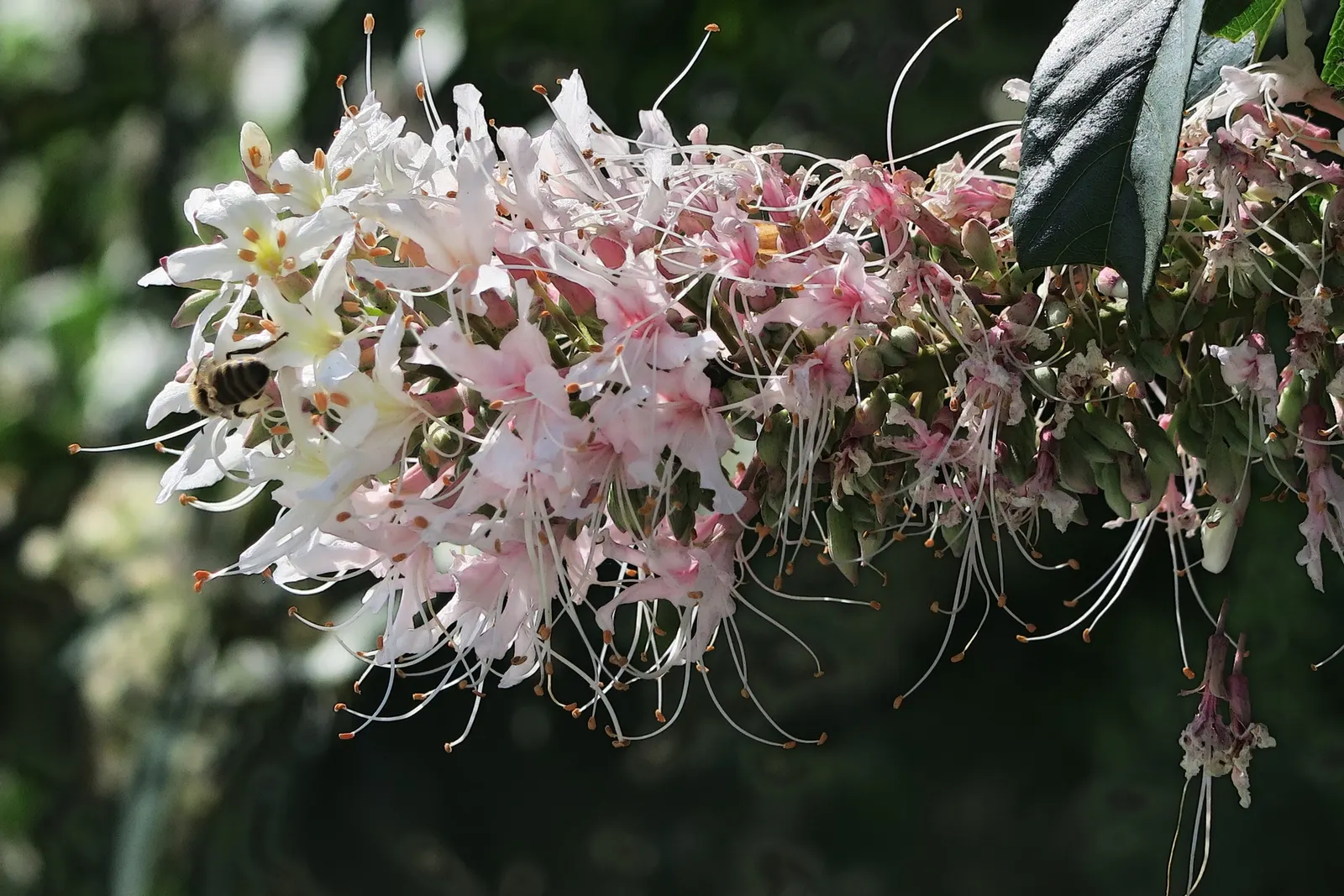 California Buckeye (Aesculus Californica) — making it an excellent choice for water-wise gardens; glossy seeds resembling the eyes of a deer