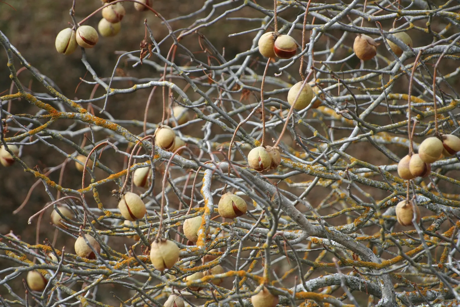 California Buckeye (Aesculus Californica) — This deciduous shrub or small tree is native to the California foothills and coastal regions; caution: seeds and