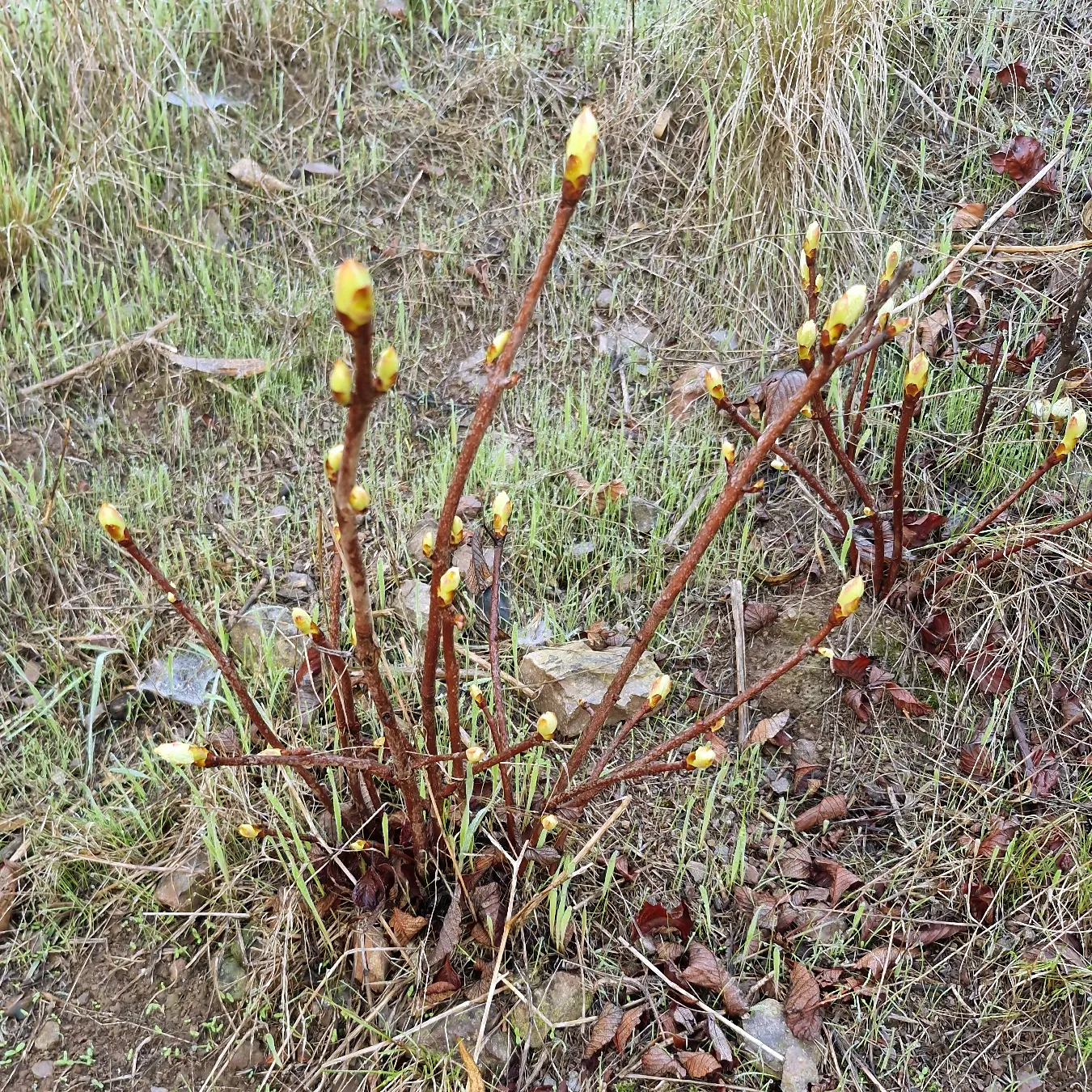 California Buckeye (Aesculus Californica) — Its distinctive, large seed pods add autumn interest, image 32