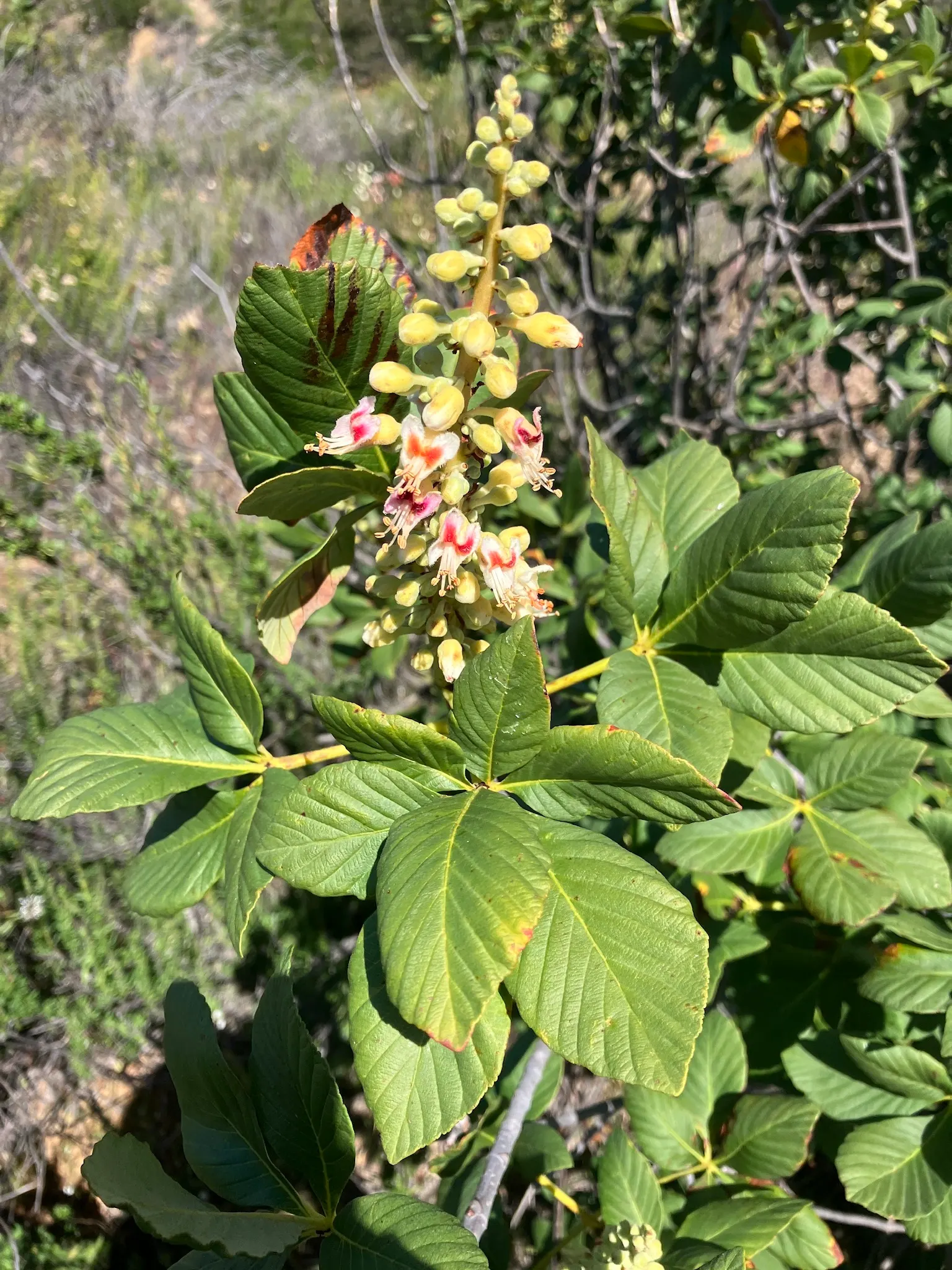 California Buckeye (Aesculus Californica) — pink and white flowers in the garden