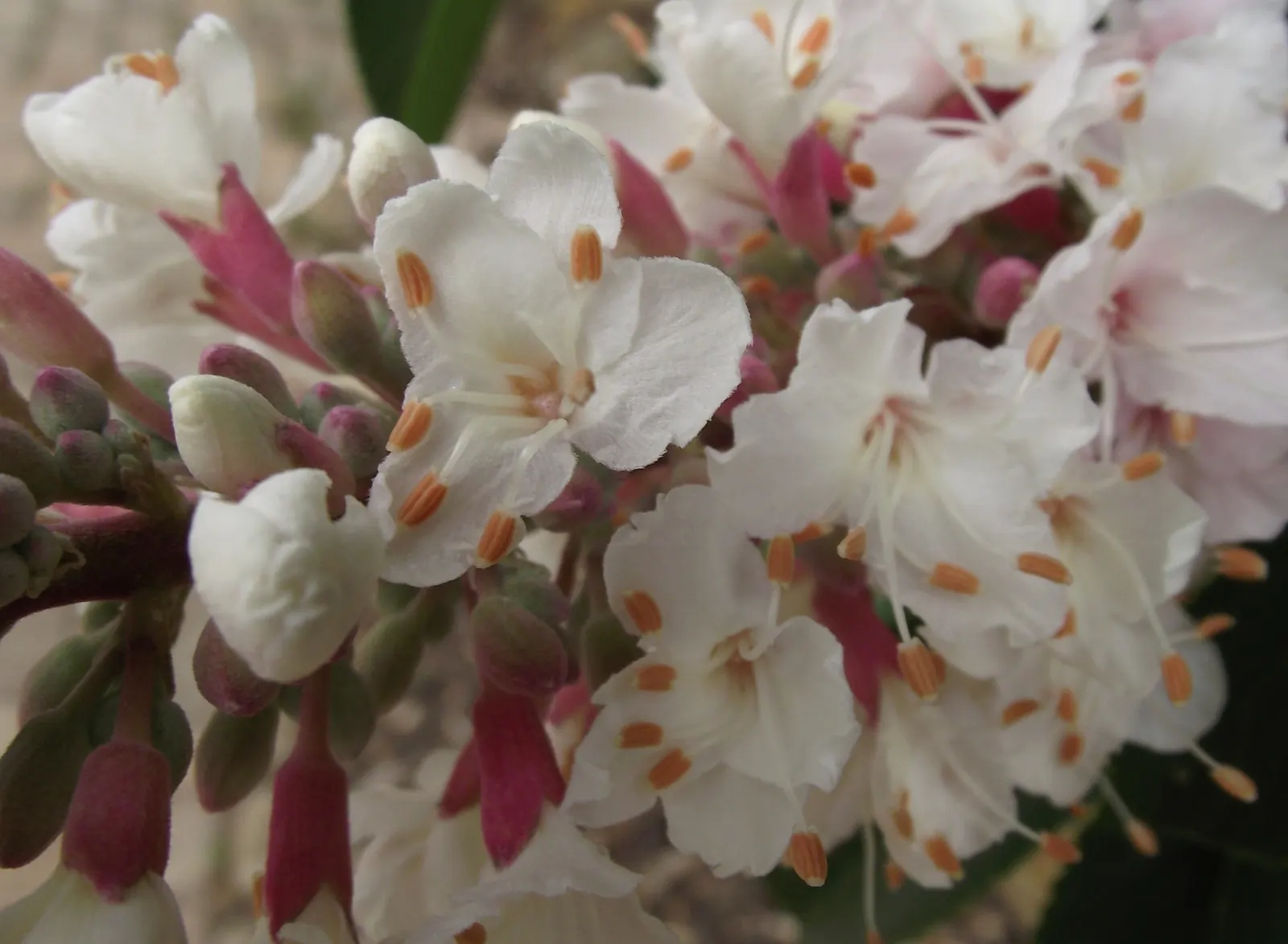 California Buckeye (Aesculus Californica) — comprising palmately compound leaves that can measure up to 10 inches across; the California Buckeye, image 65