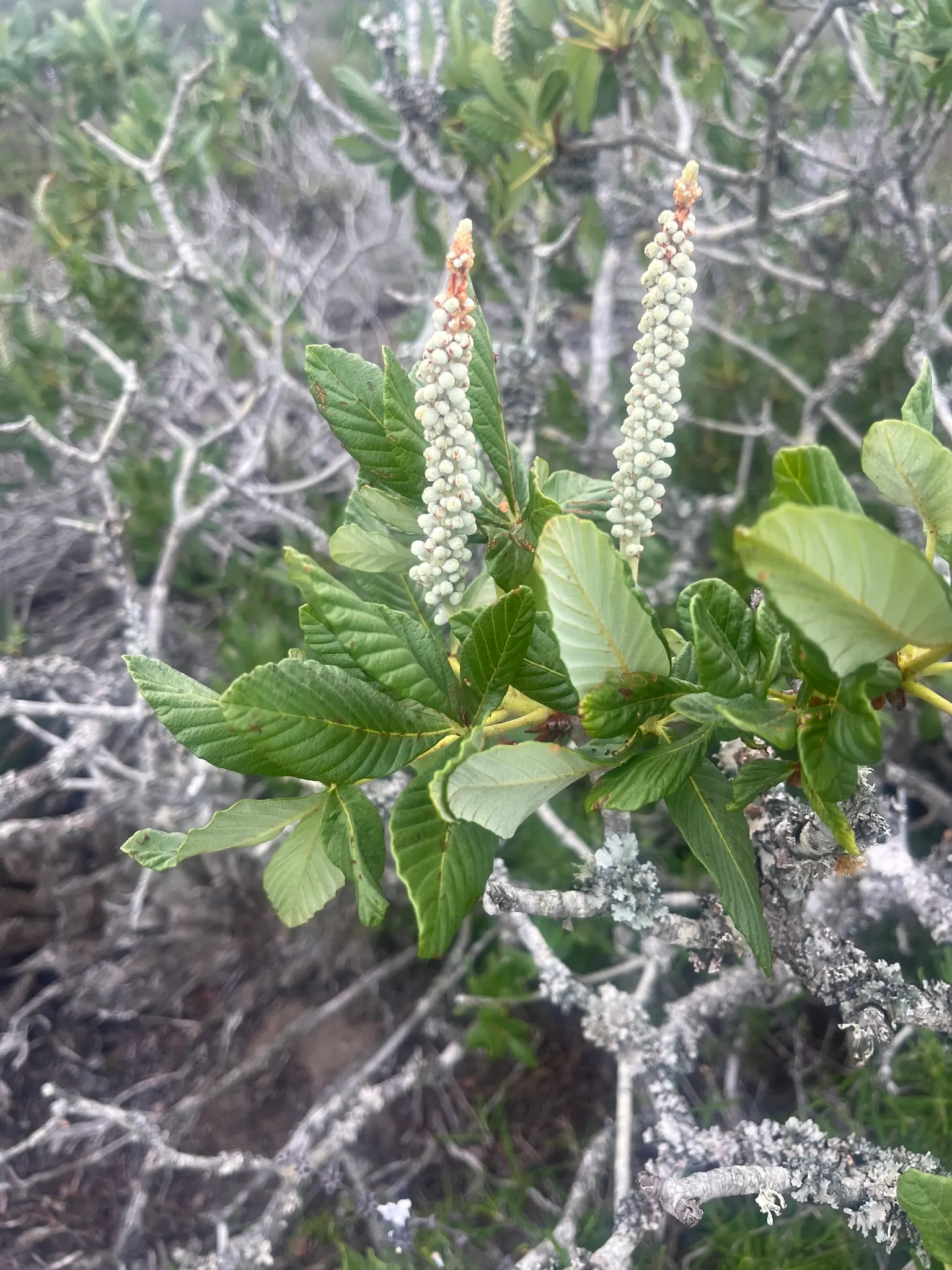 California Buckeye (Aesculus Californica) — typically growing 13-39 feet tall; comprising palmately compound leaves that can measure up to 10, image 56