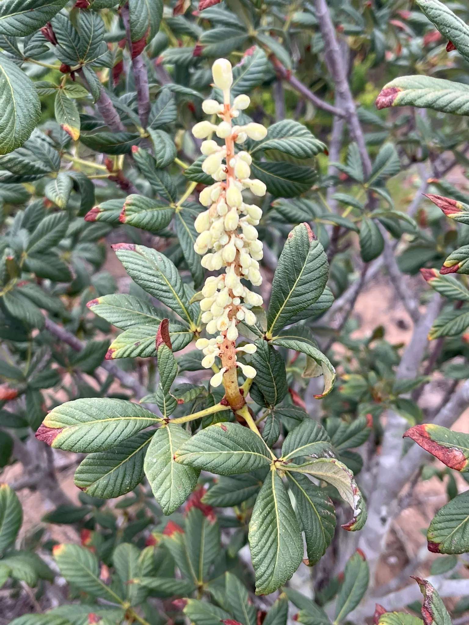 California Buckeye (Aesculus Californica) — palmate leaves and erect panicles of fragrant; making it an excellent choice for water-wise gardens, image 57